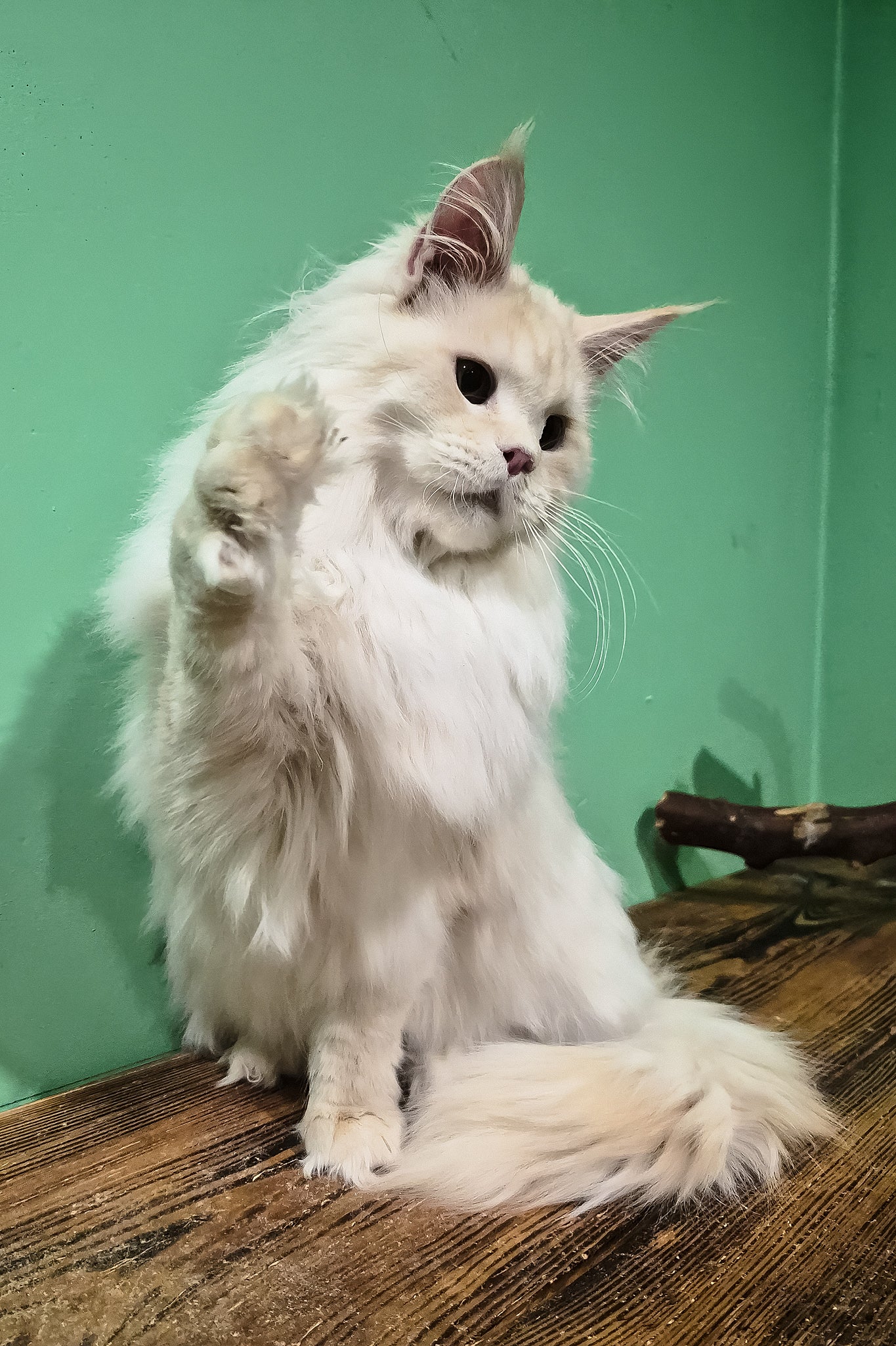 Jenny | Maine Coon Kitten - Image 7