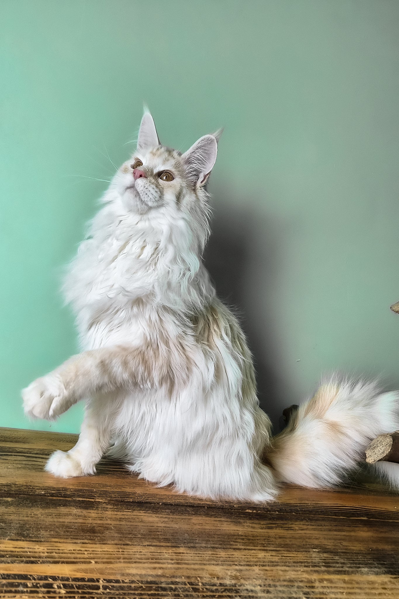 Joly | Maine Coon Kitten - Image 3