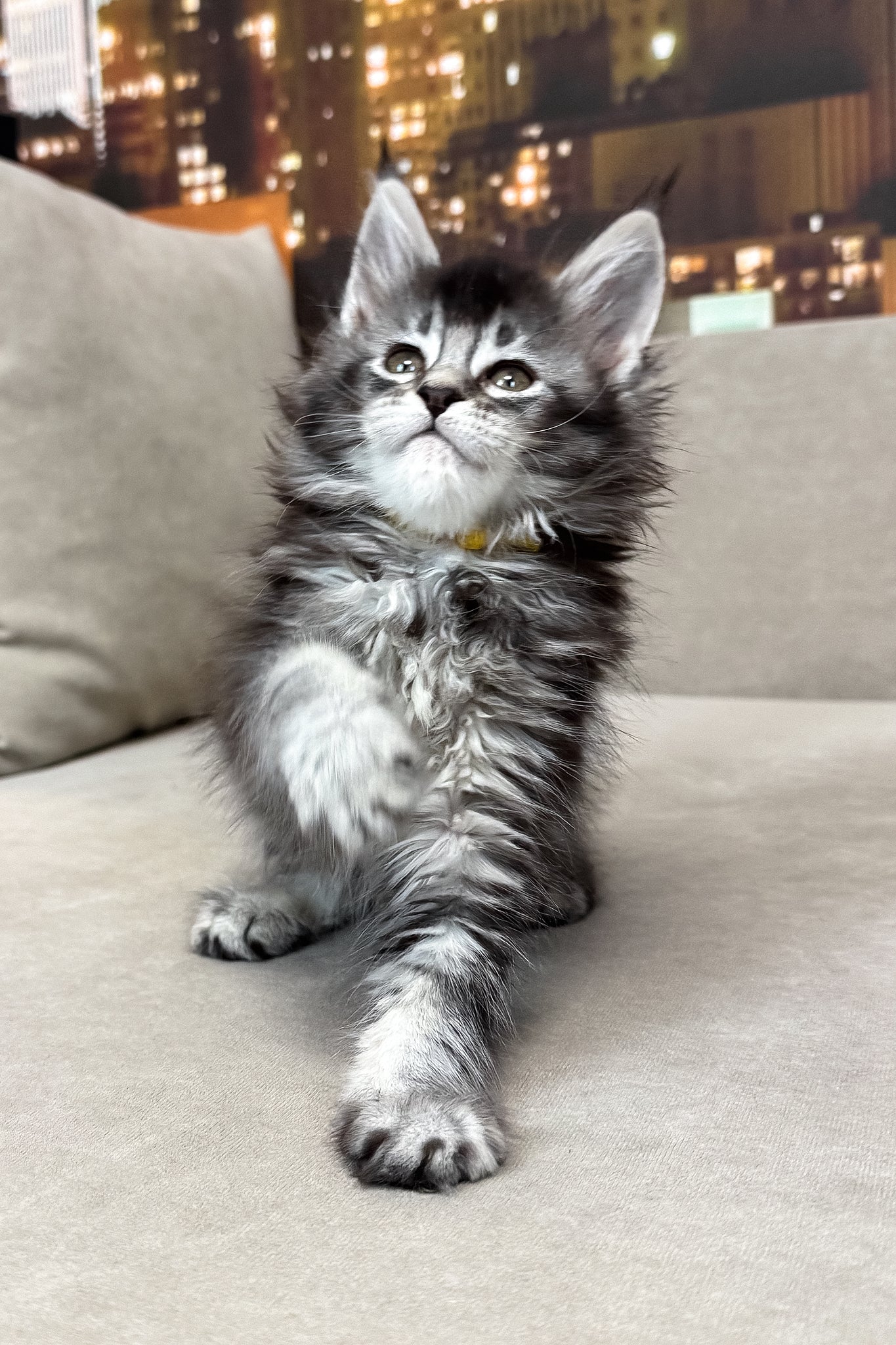 Joy | Maine Coon Kitten - Image 7