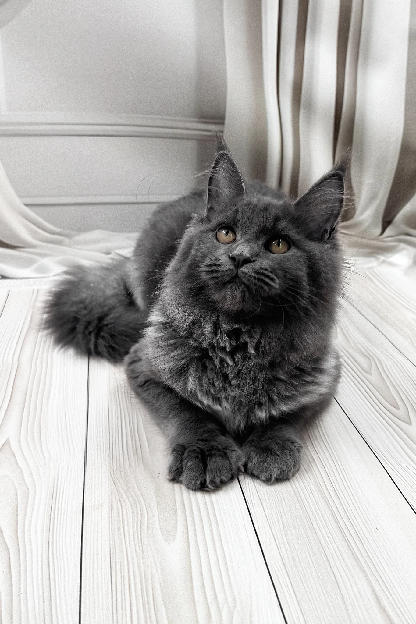 Juli | Maine Coon Kitten - Image 10