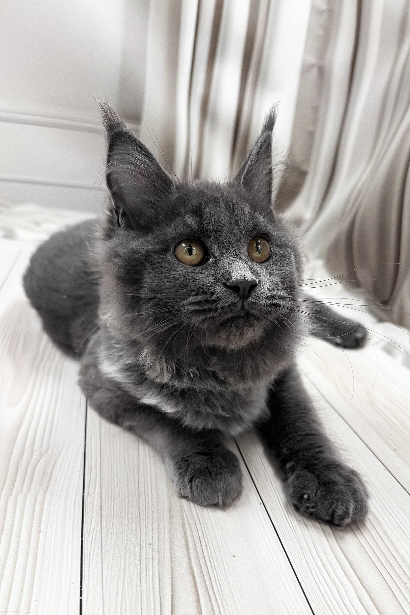 Juli | Maine Coon Kitten - Image 14