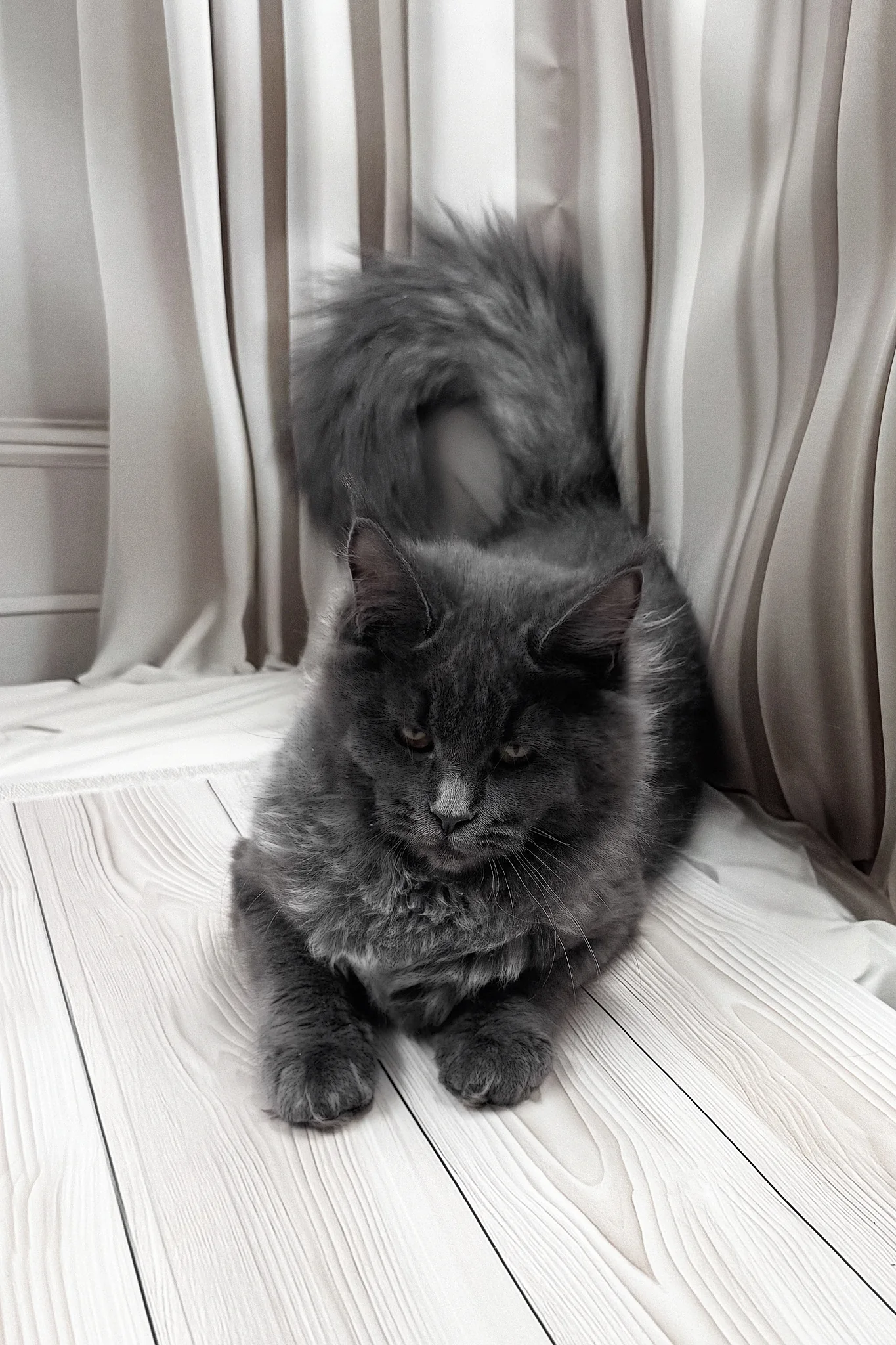 Juli | Maine Coon Kitten - Image 15