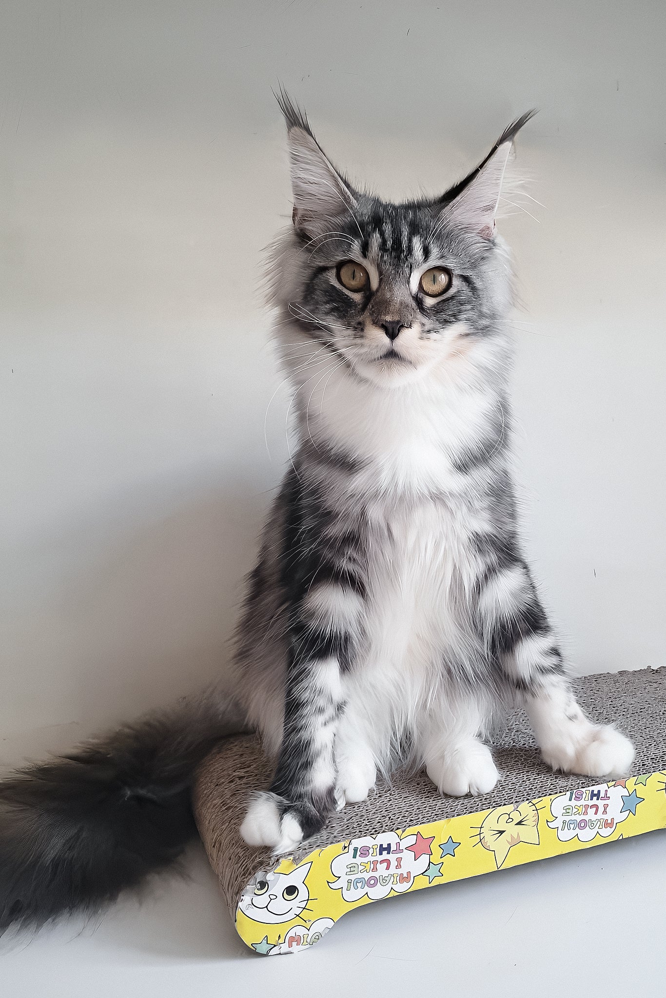Julia | Maine Coon Kitten - Image 8
