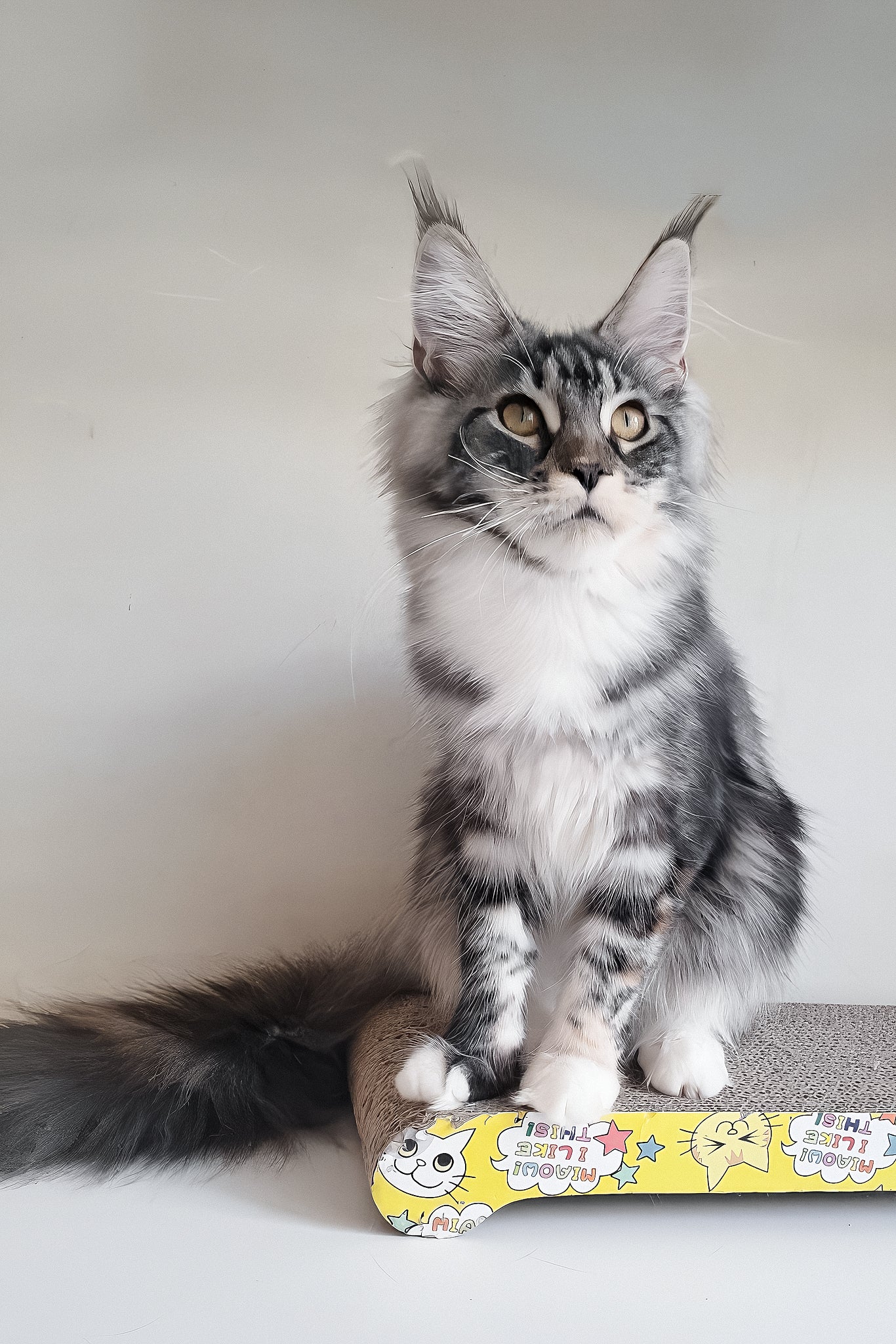 Julia | Maine Coon Kitten - Image 9