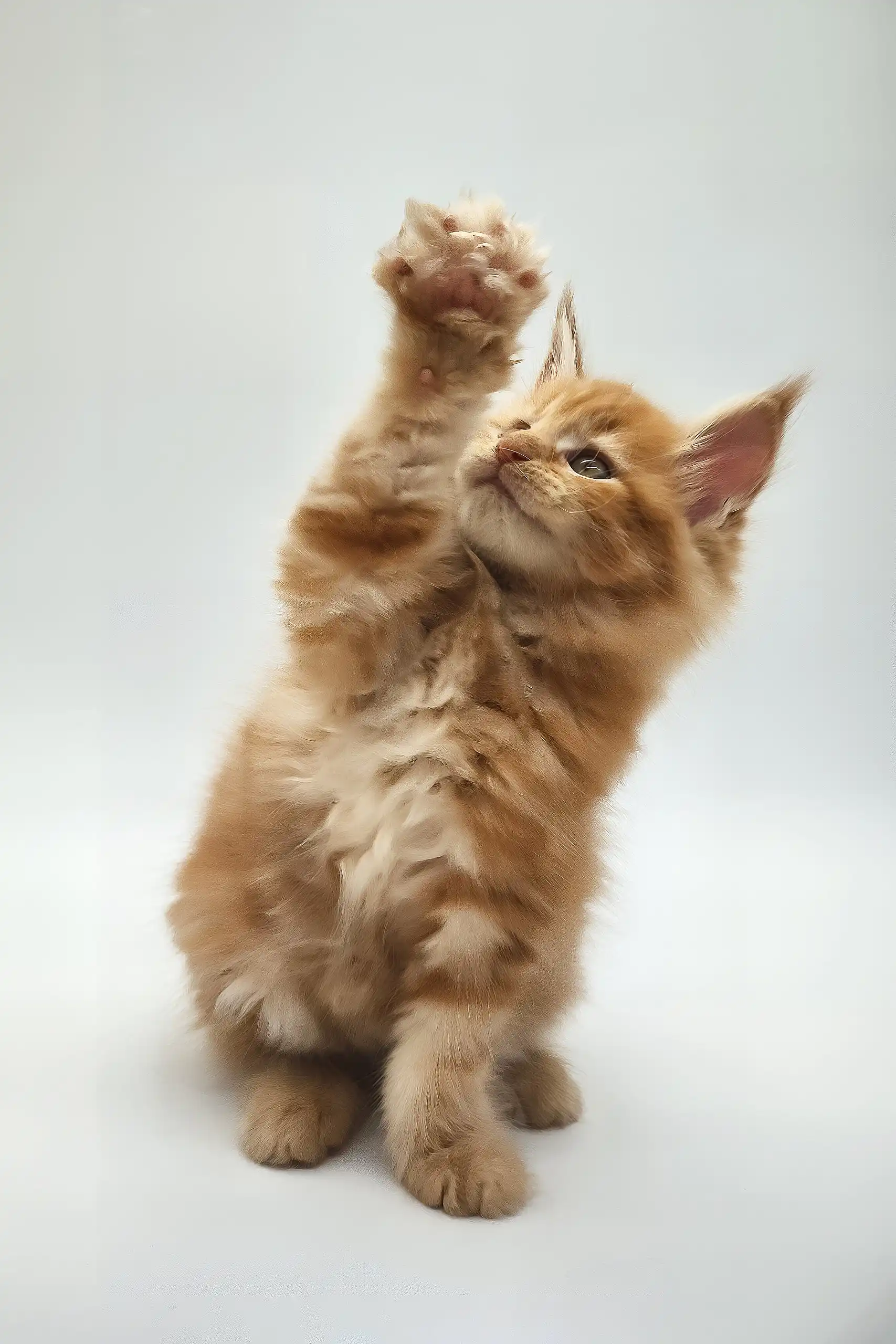 Kandy | Maine Coon Kitten - Image 4
