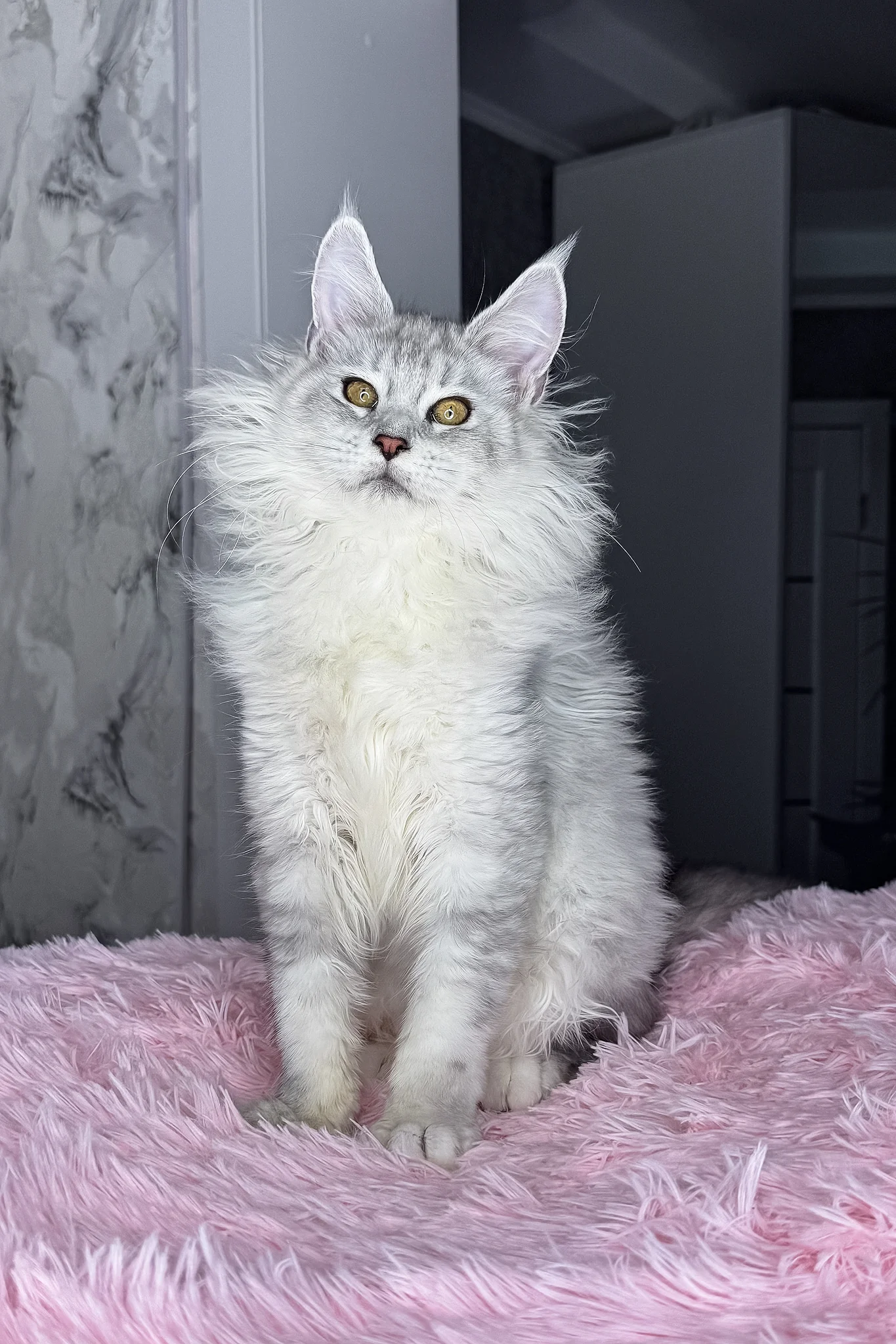 Kandy | Maine Coon Kitten - Image 7