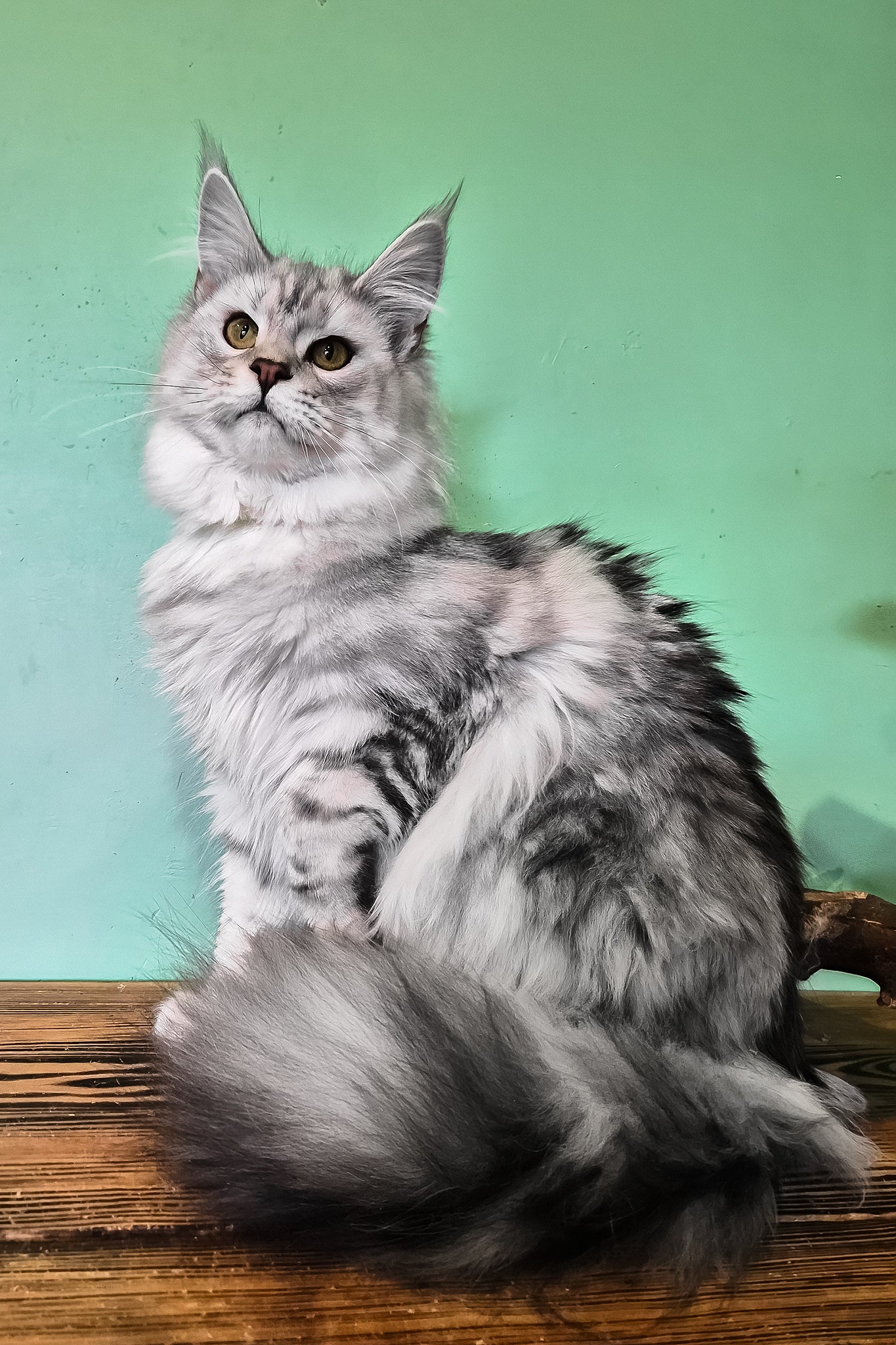 Kassi | Maine Coon Kitten - Image 4