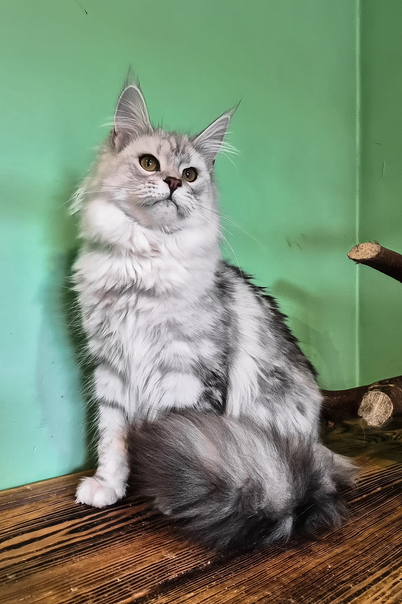 Kassi | Maine Coon Kitten - Image 7