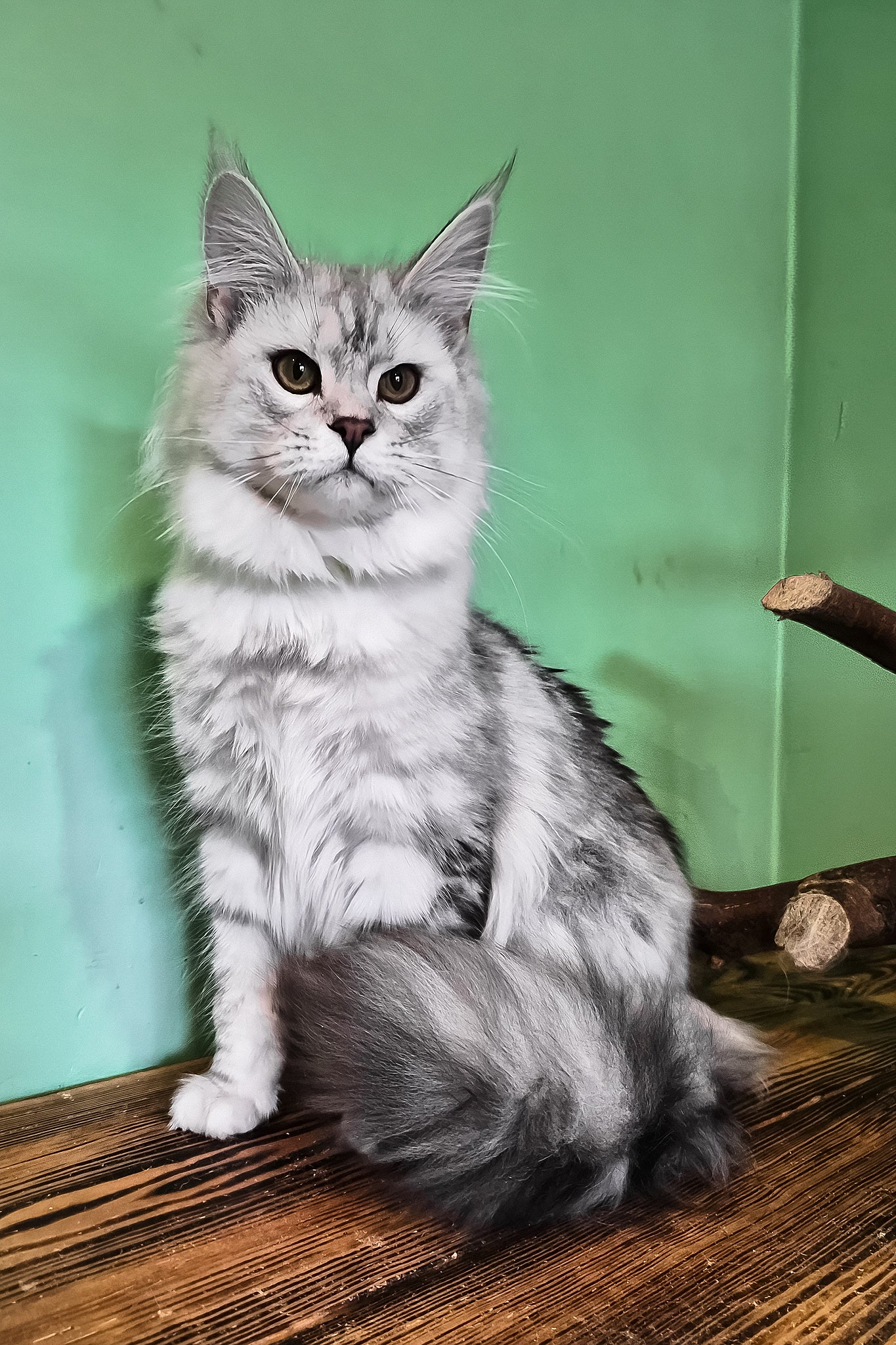Kassi | Maine Coon Kitten - Image 9