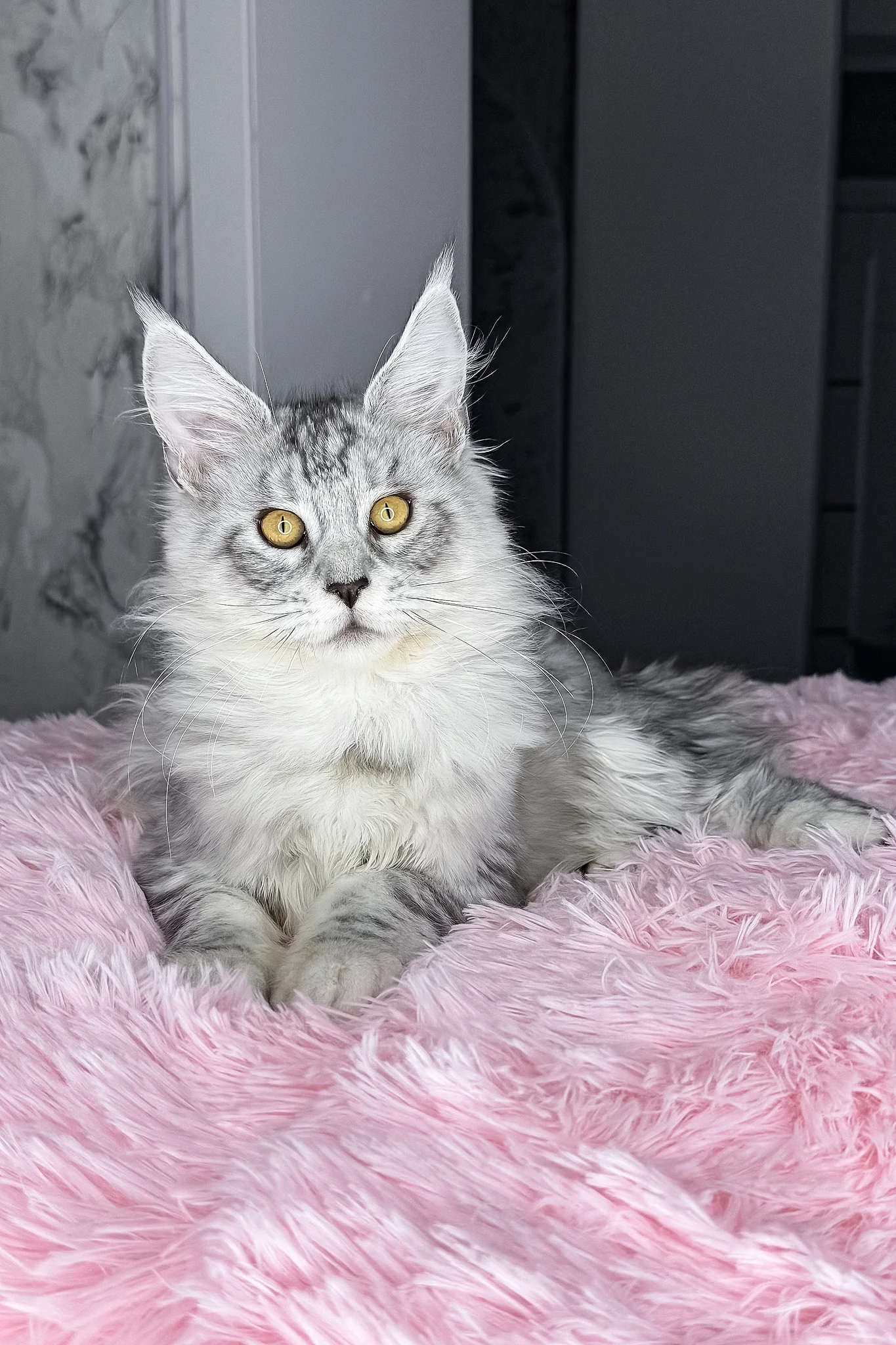 Keyla | Maine Coon Kitten - Image 9