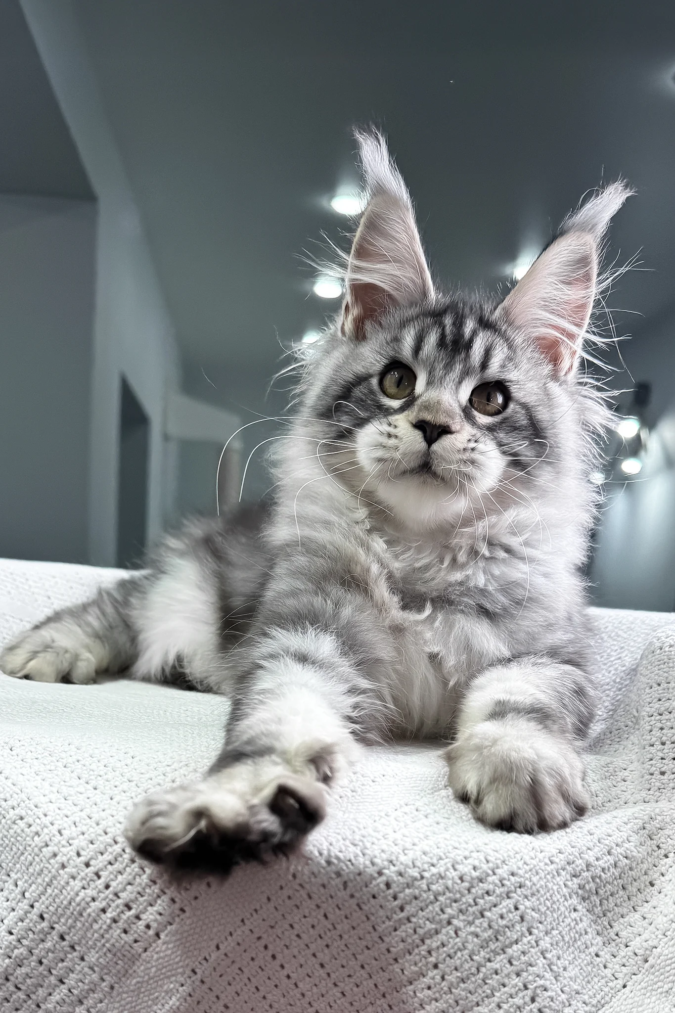 Kiki | Maine Coon Kitten - Image 10