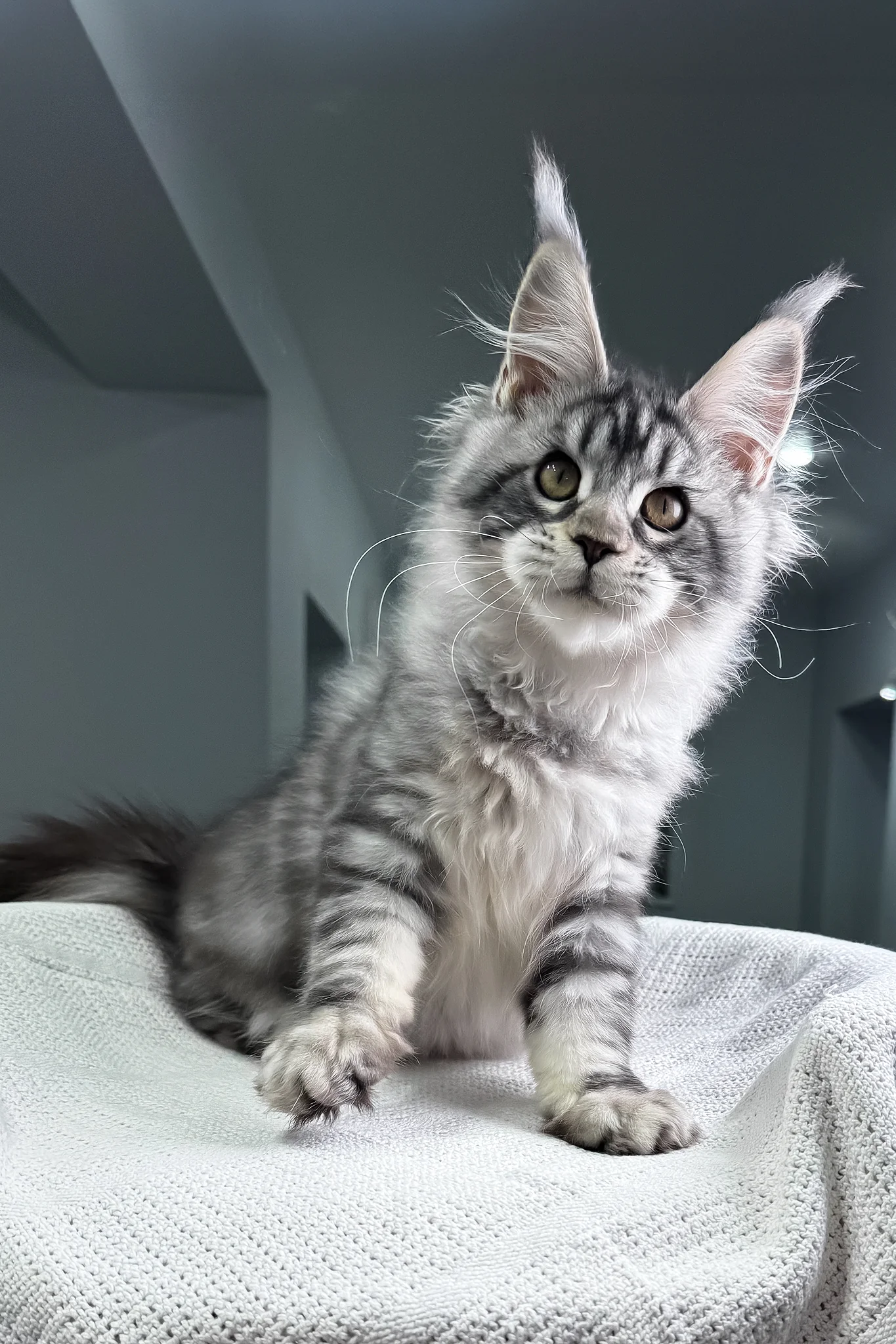 Kiki | Maine Coon Kitten - Image 6