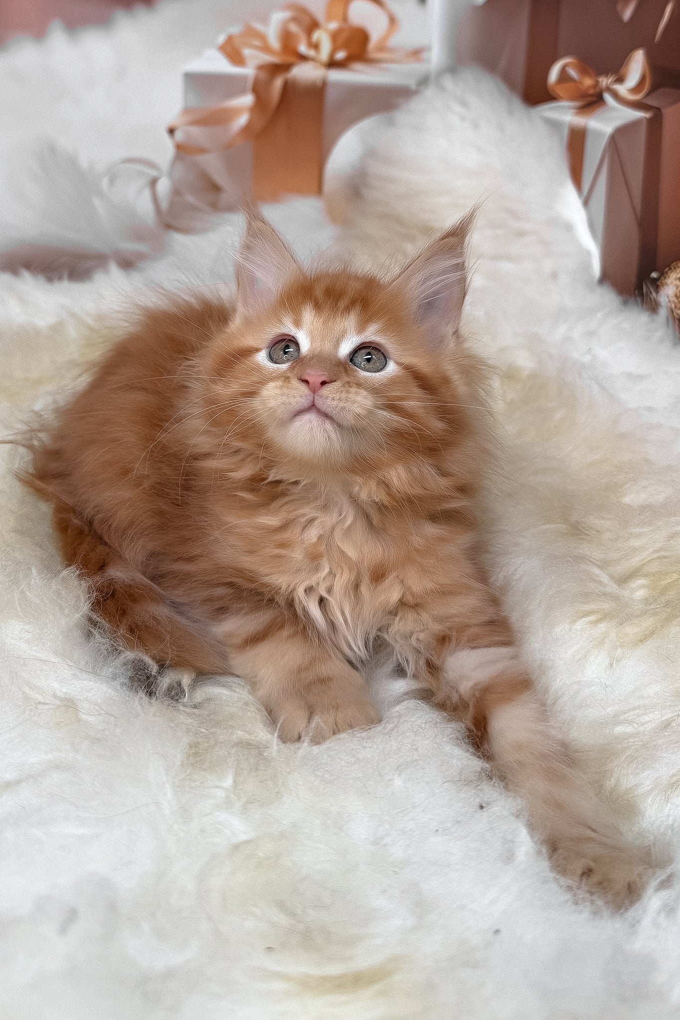 Kinda | Maine Coon Kitten - Image 3
