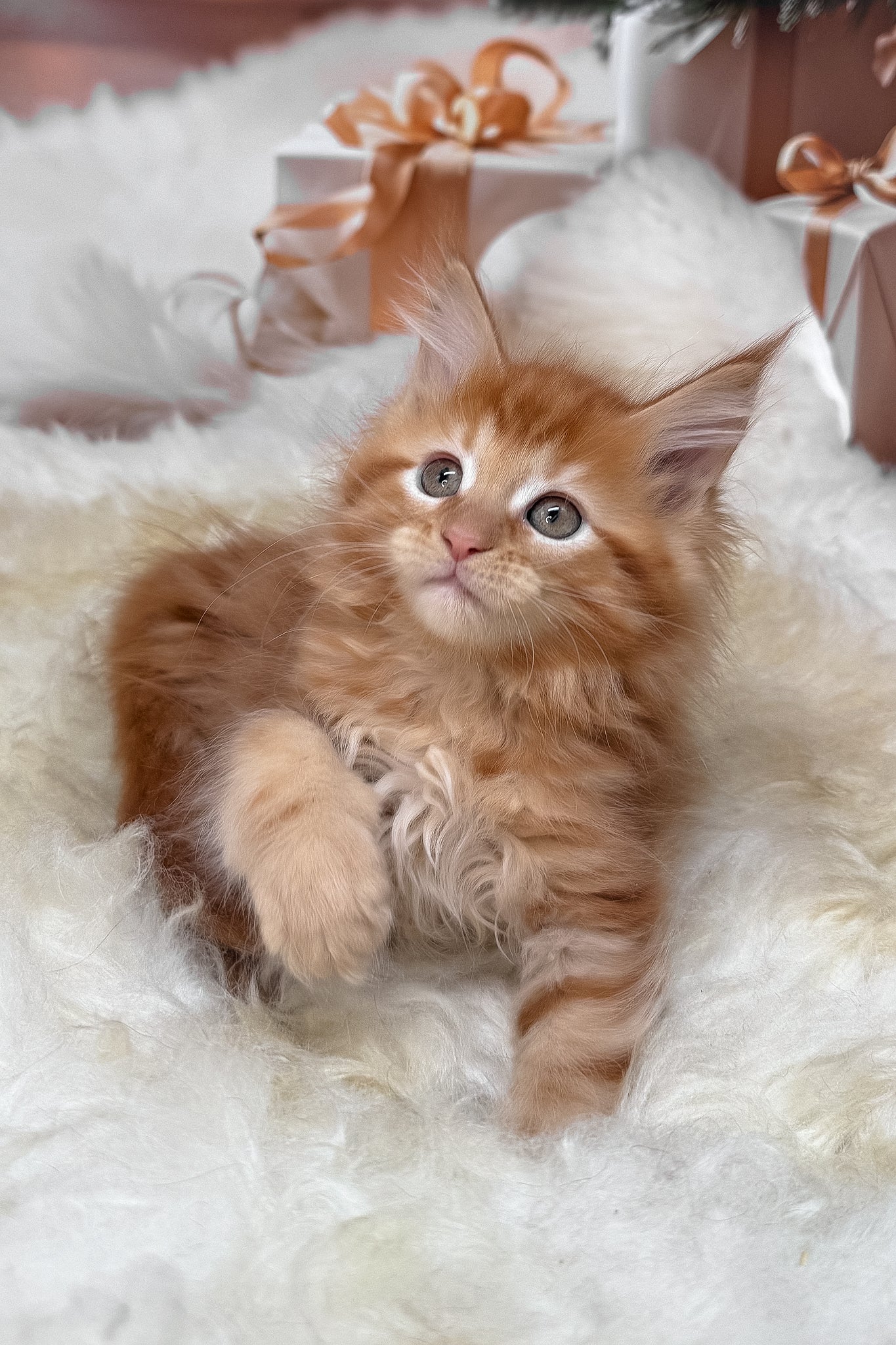 Kinda | Maine Coon Kitten - Image 4