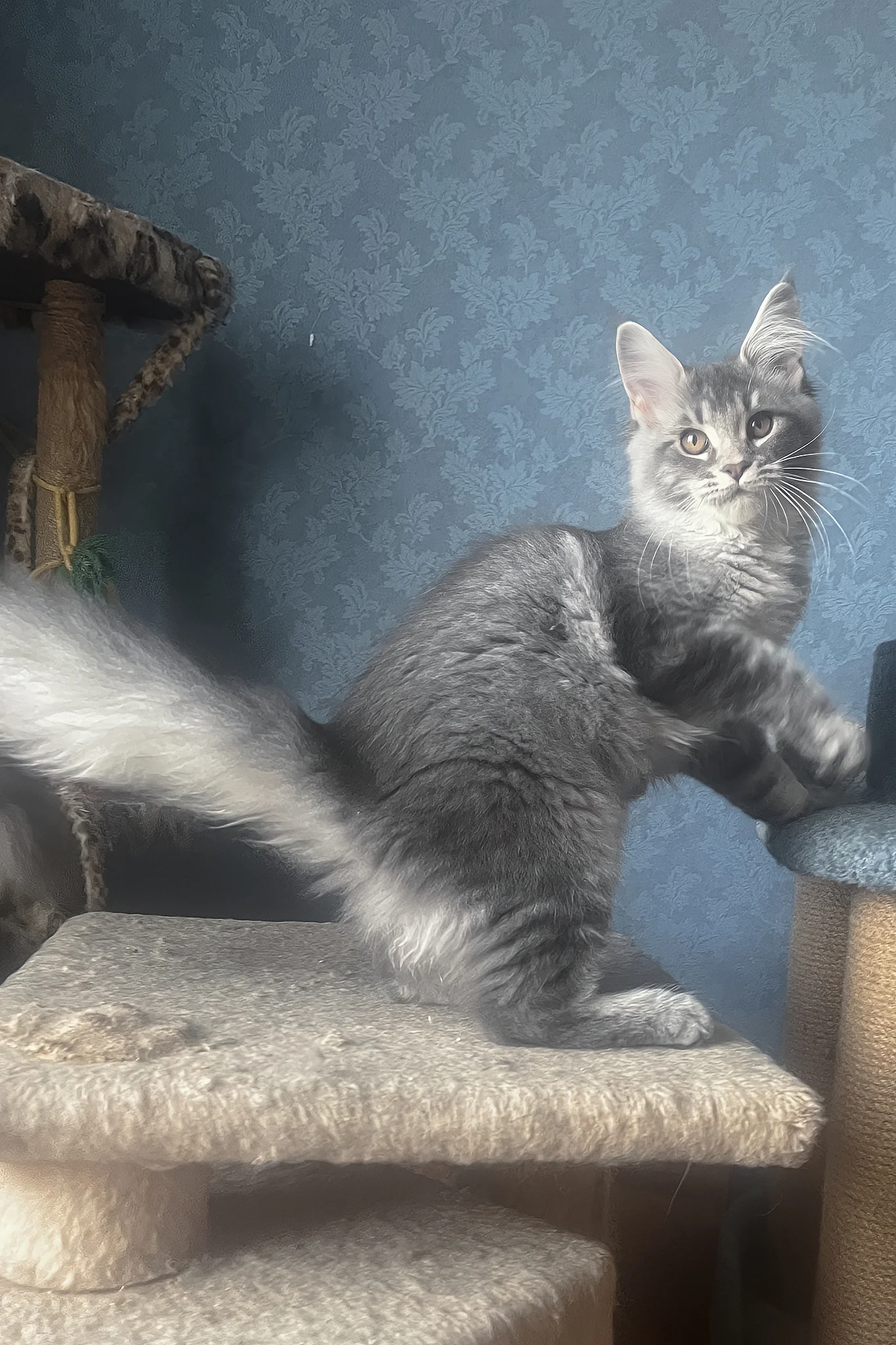 Kira | Maine Coon Kitten - Image 7