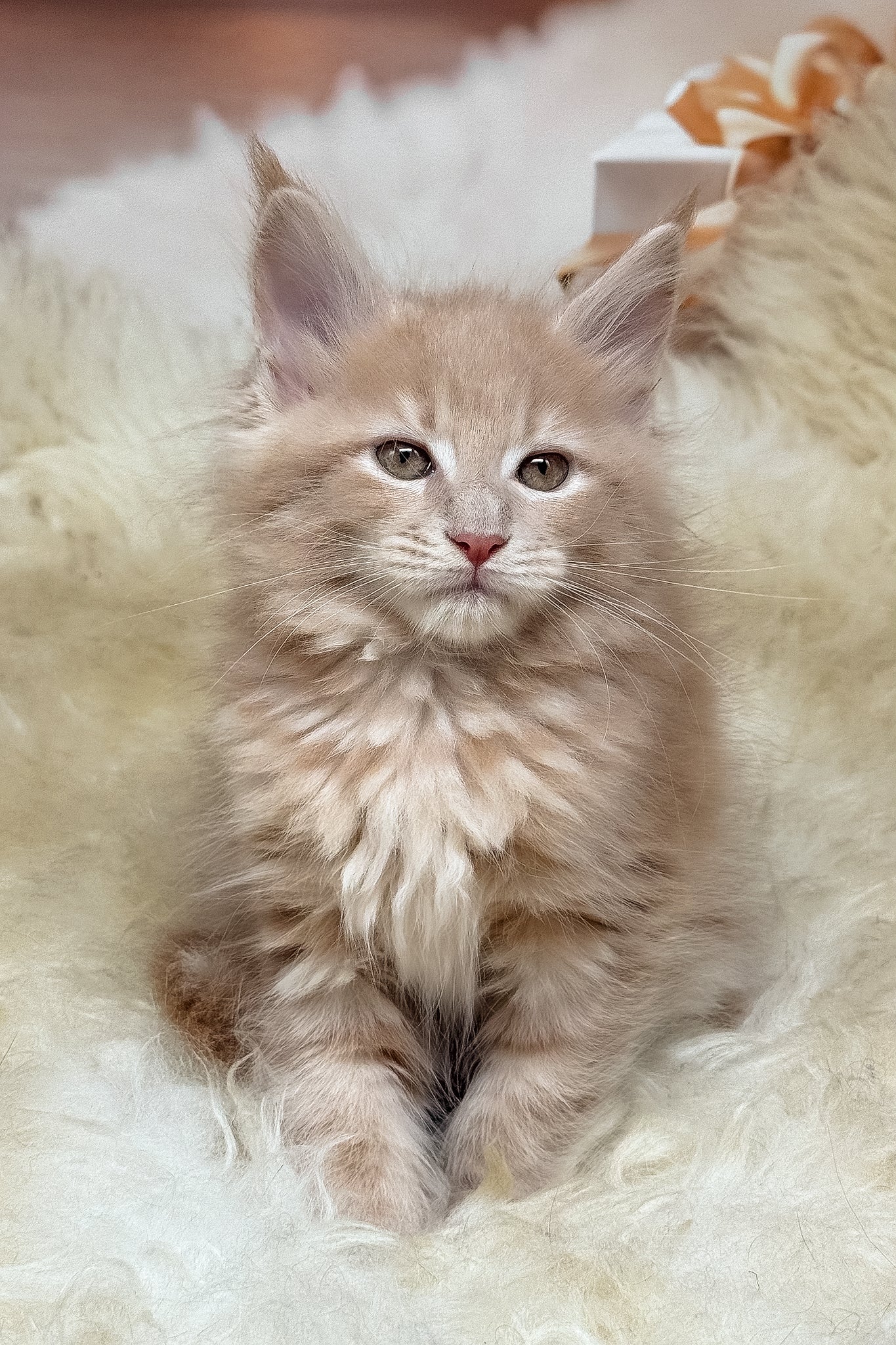 Kivi | Maine Coon Kitten - Image 5