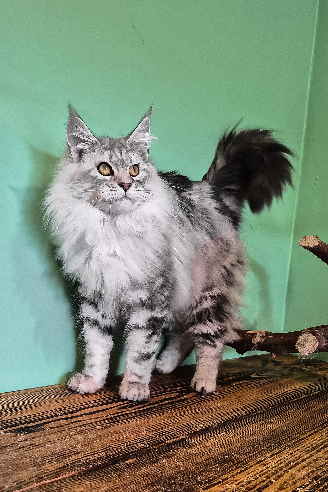 Koko | Maine Coon Kitten - Image 2
