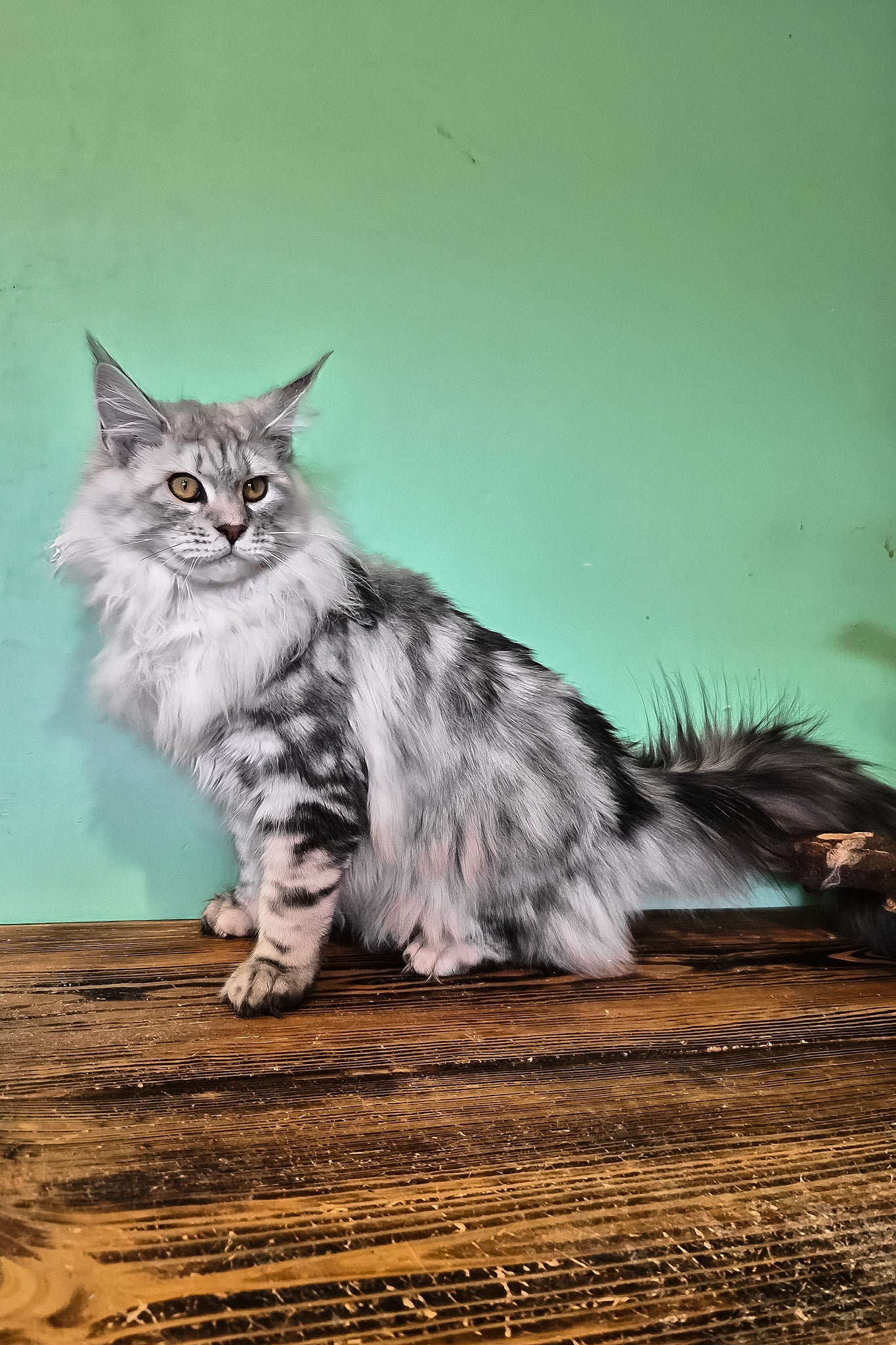 Koko | Maine Coon Kitten - Image 7