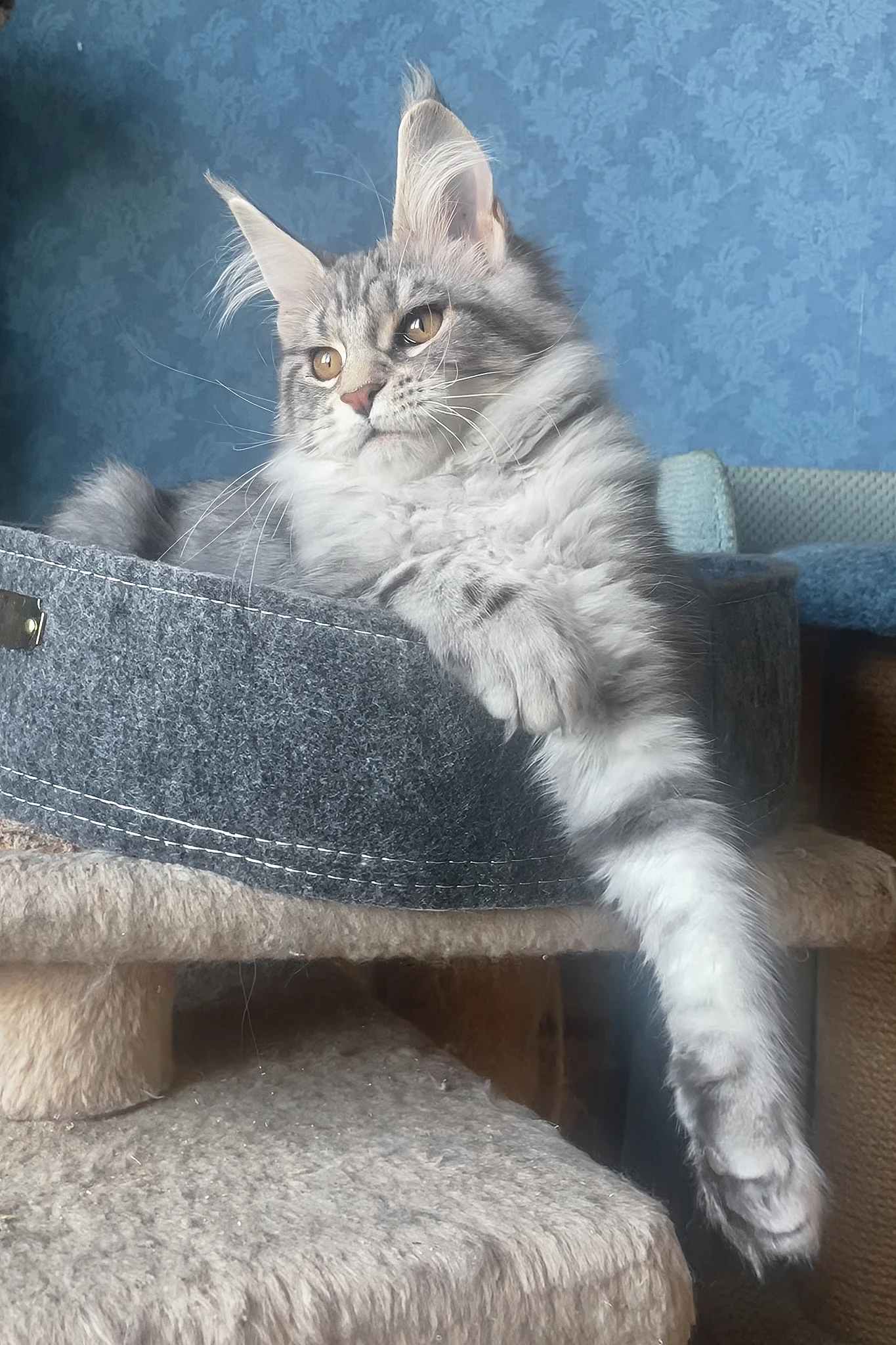 Kristi | Maine Coon Kitten - Image 7