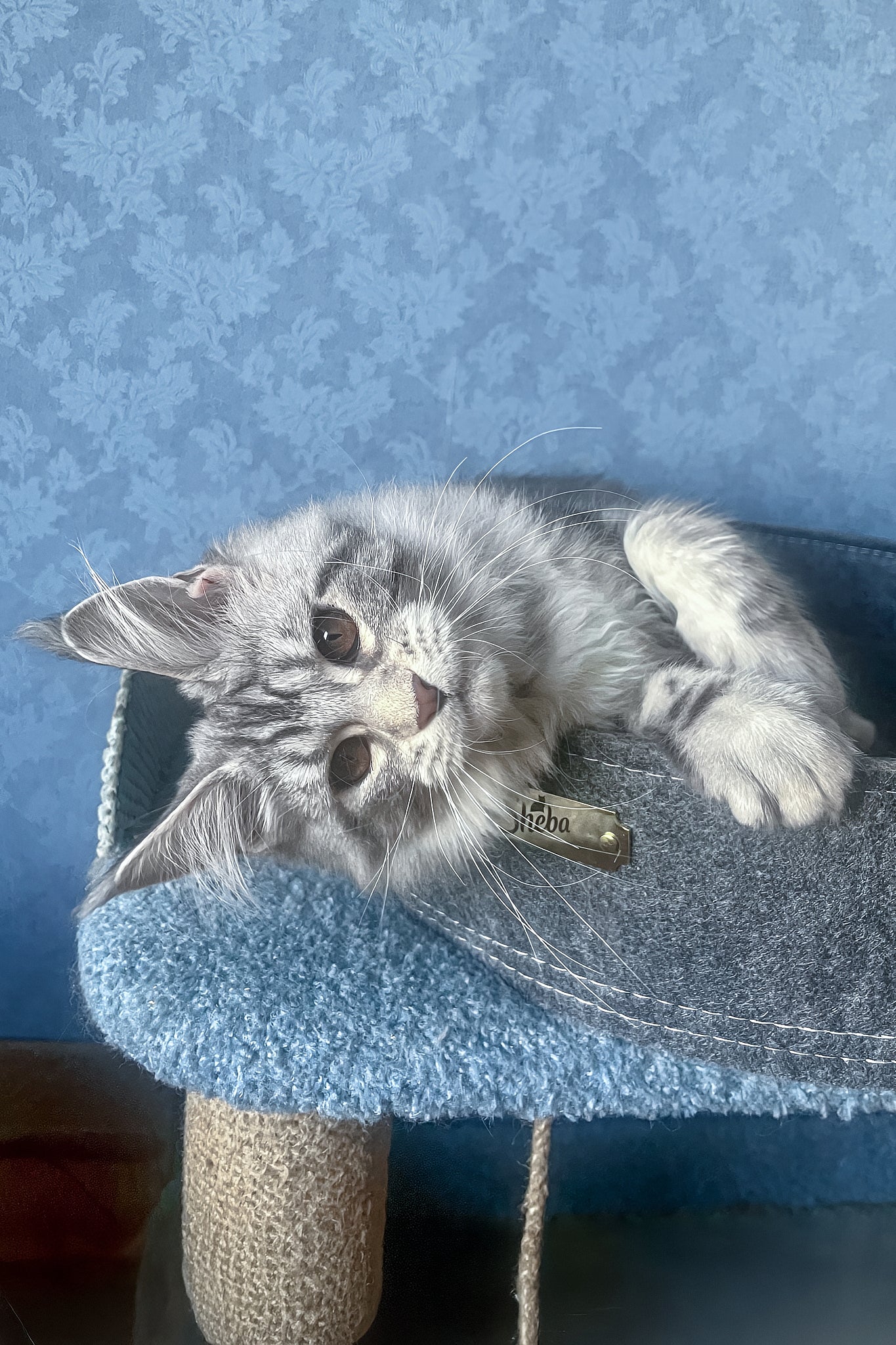Kristi | Maine Coon Kitten - Image 9