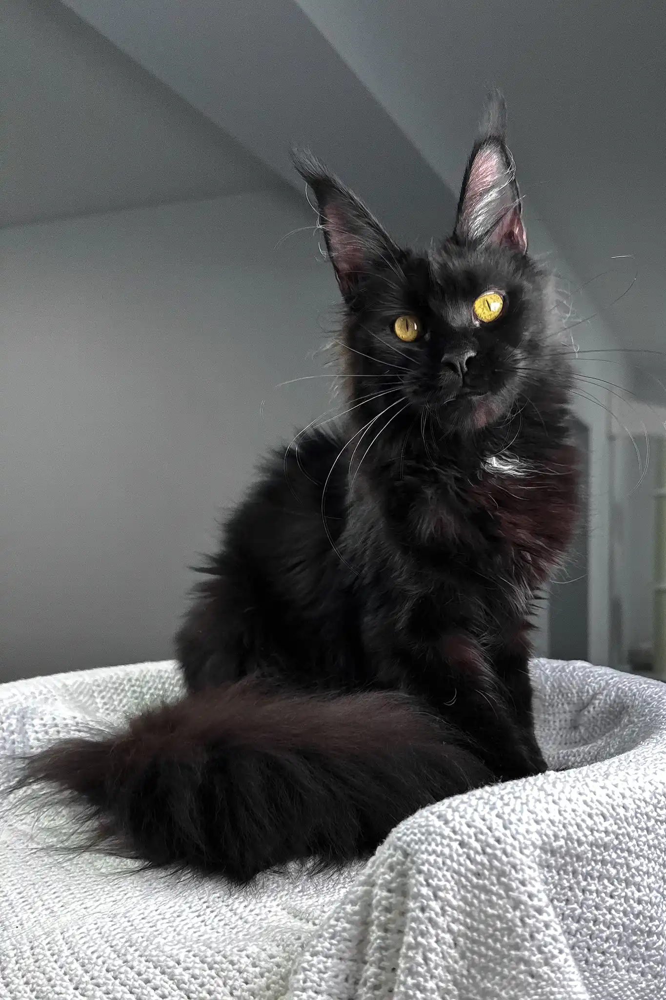 Kuba | Maine Coon Kitten - Image 7