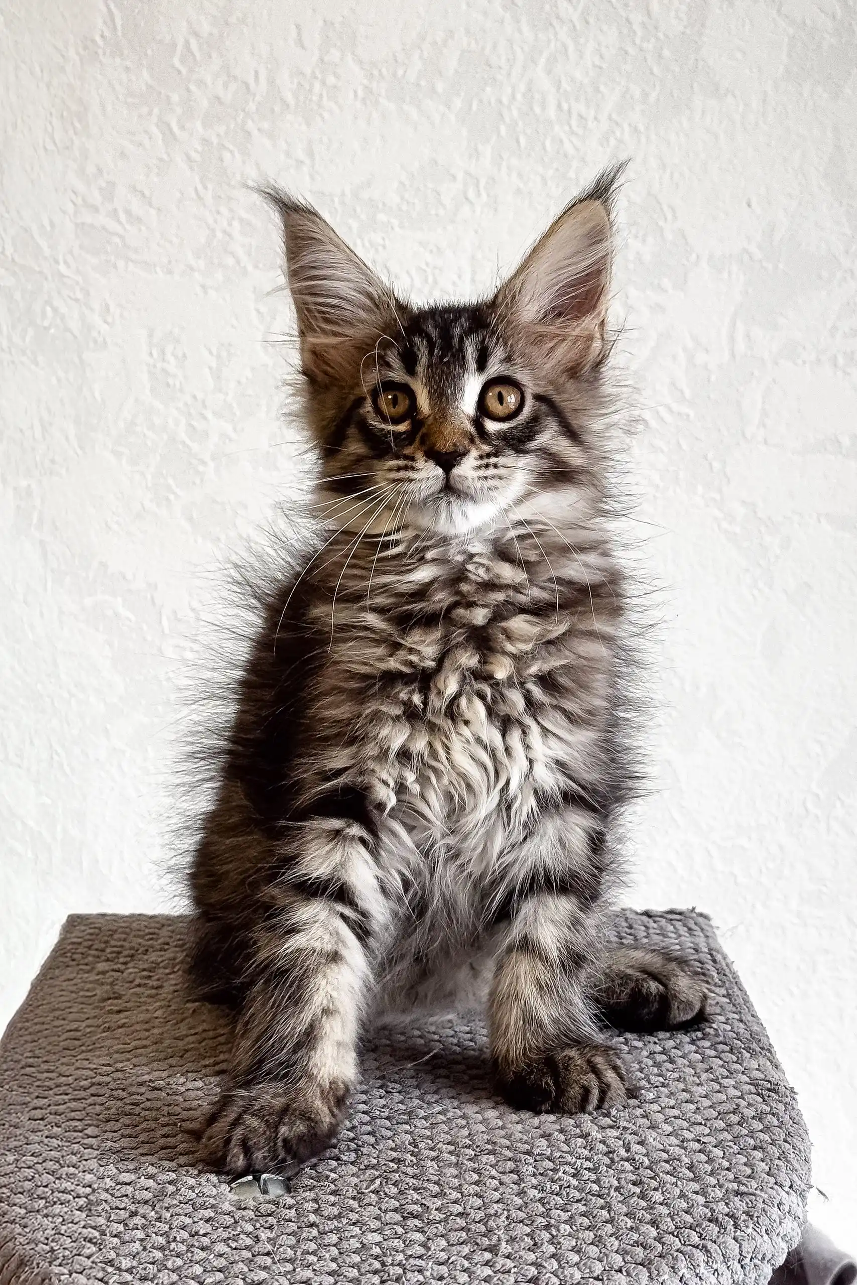 Lai-la | Maine Coon Kitten - Image 2