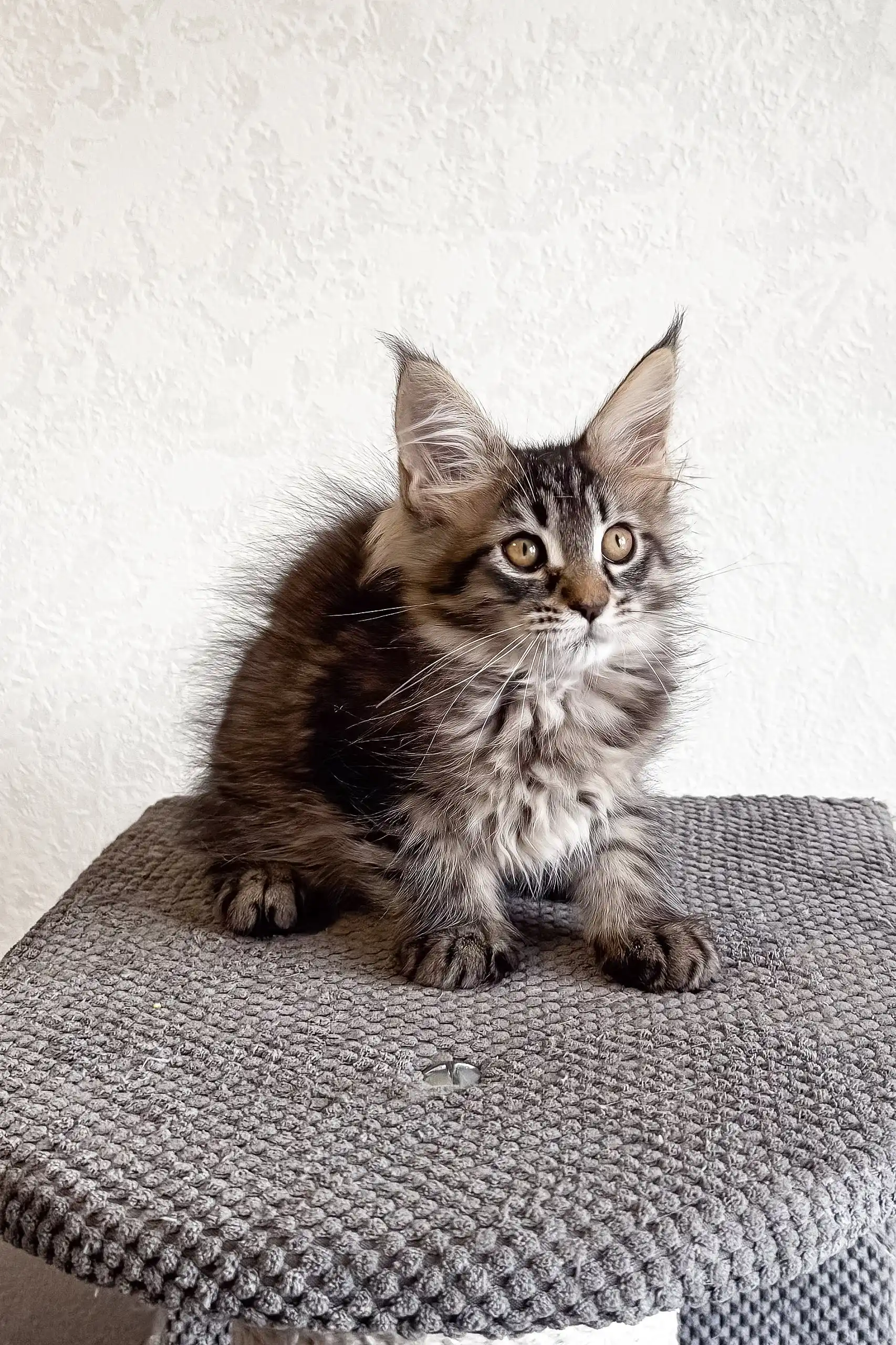 Lai-la | Maine Coon Kitten - Image 6