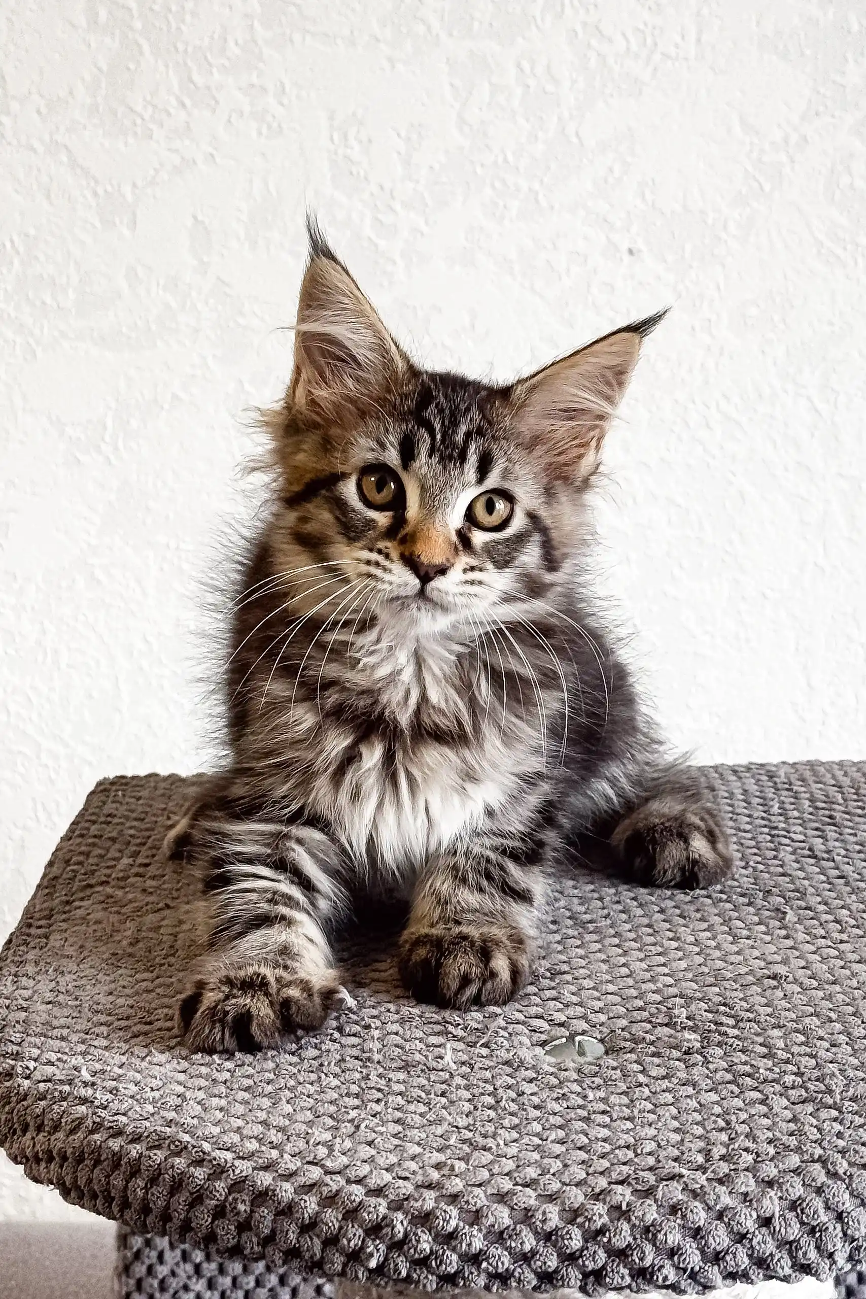 Laika | Maine Coon Kitten - Image 4