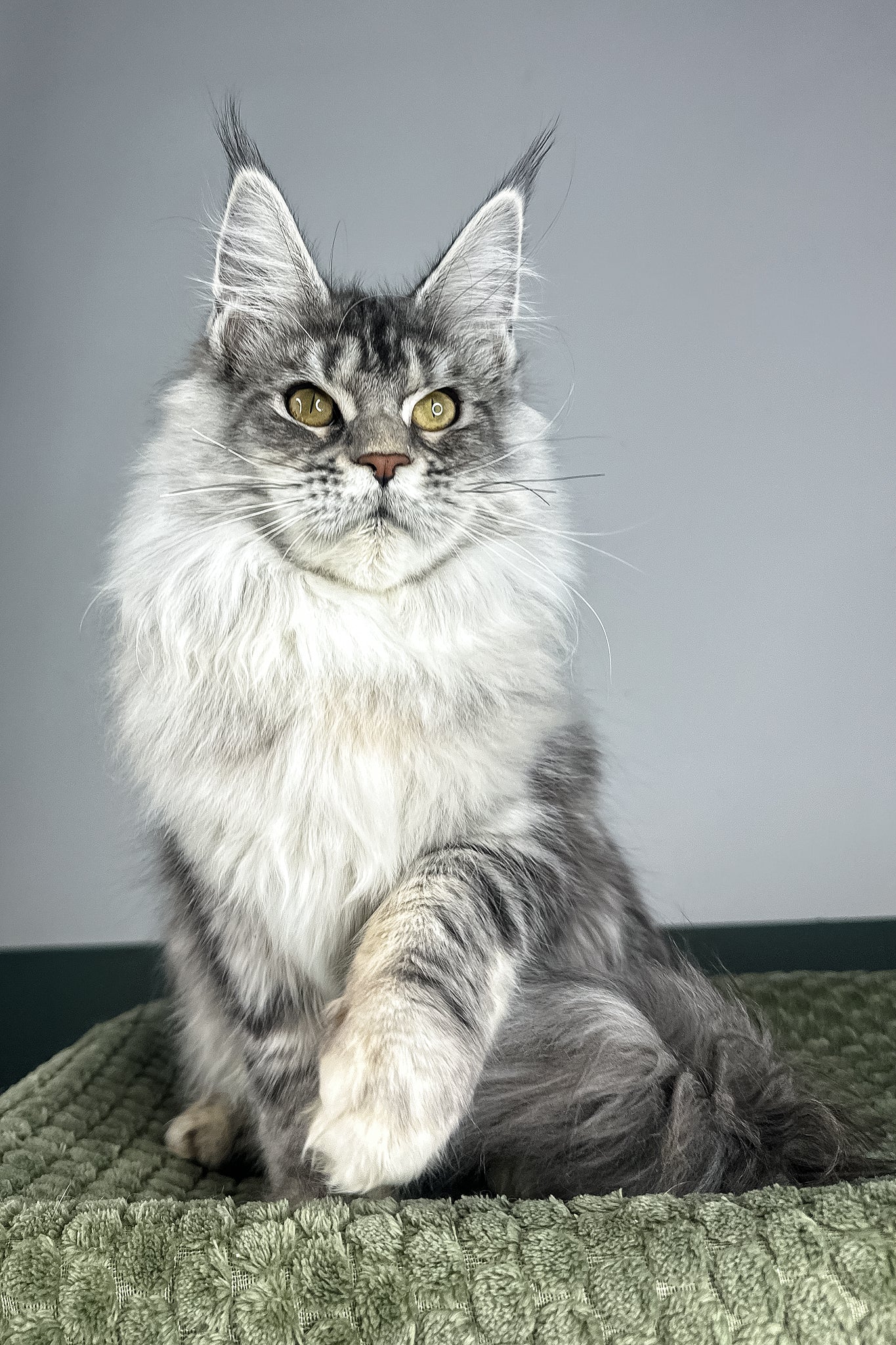 Lana | Maine Coon Kitten - Image 3
