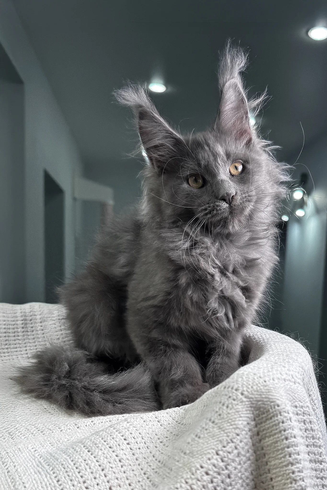 Lavina | Maine Coon Kitten - Image 2