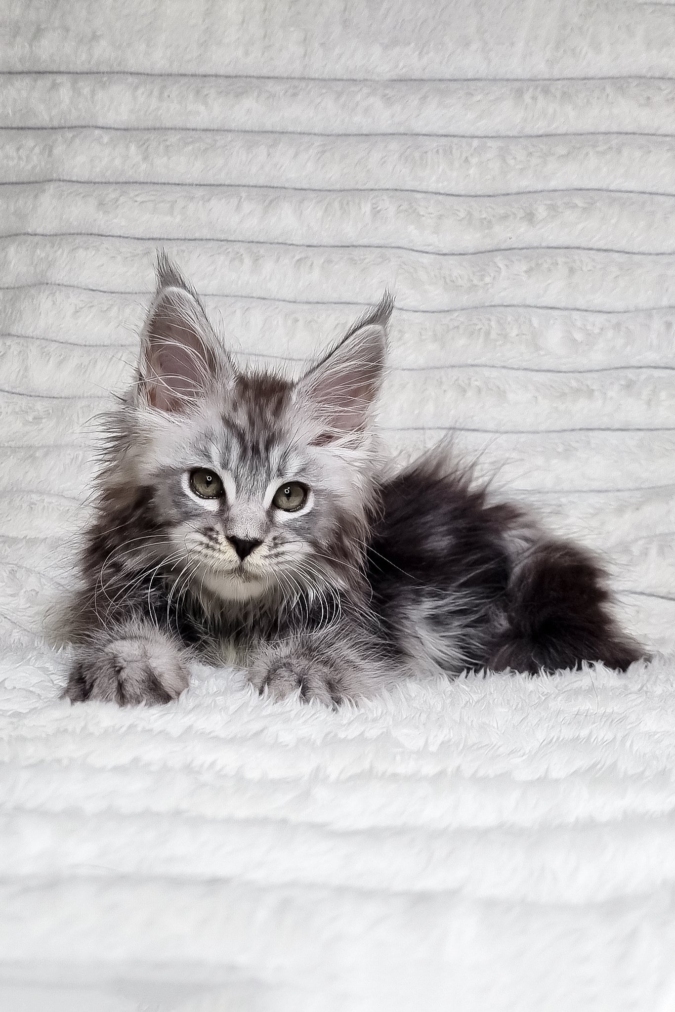 Lena | Maine Coon Kitten - Image 3