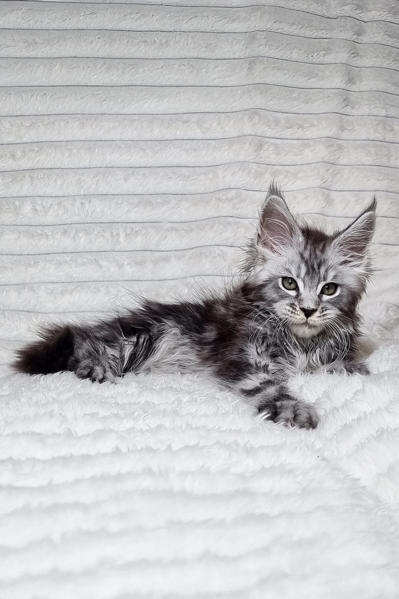 Lena | Maine Coon Kitten - Image 4