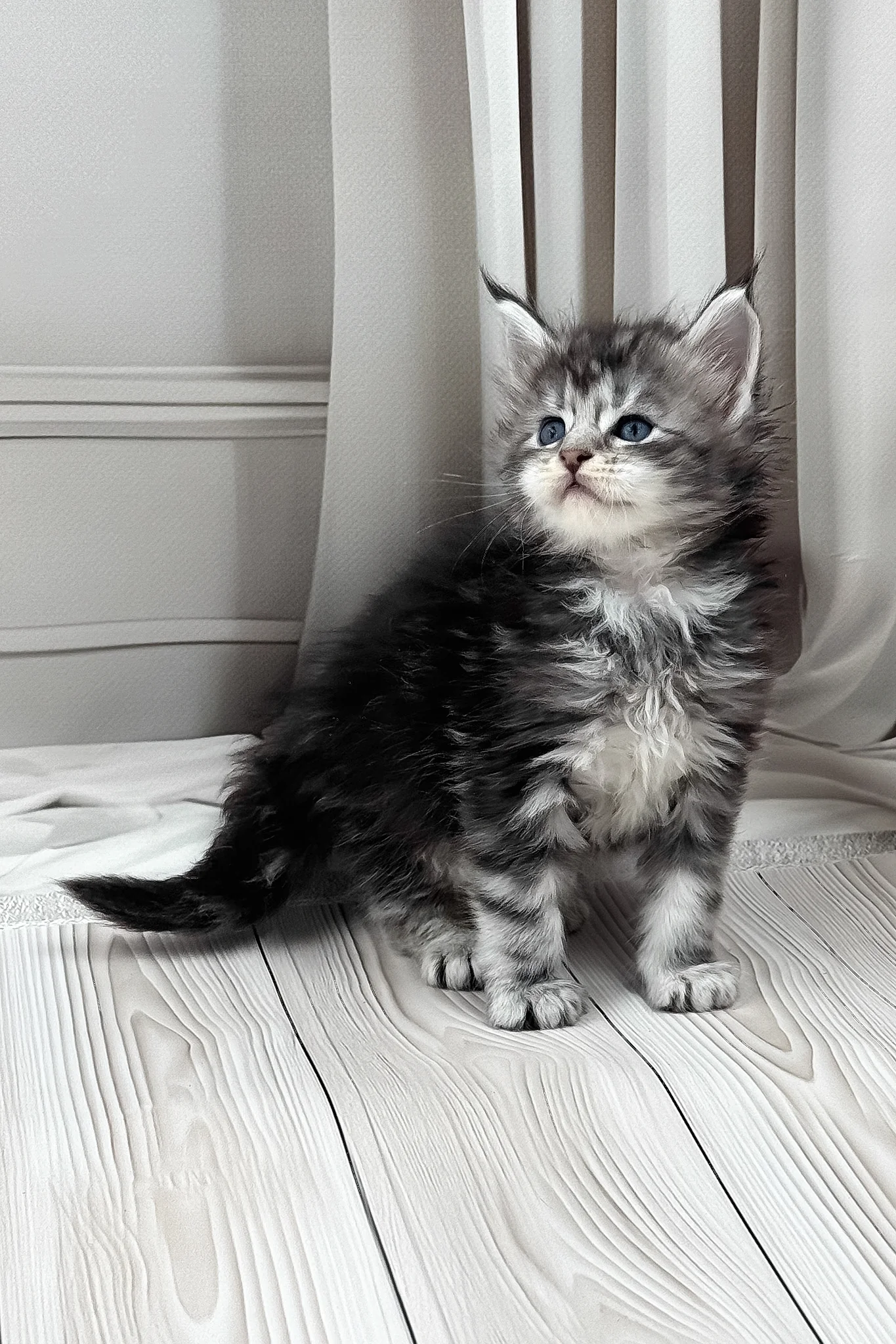 Lilli | Maine Coon Kitten - Image 2