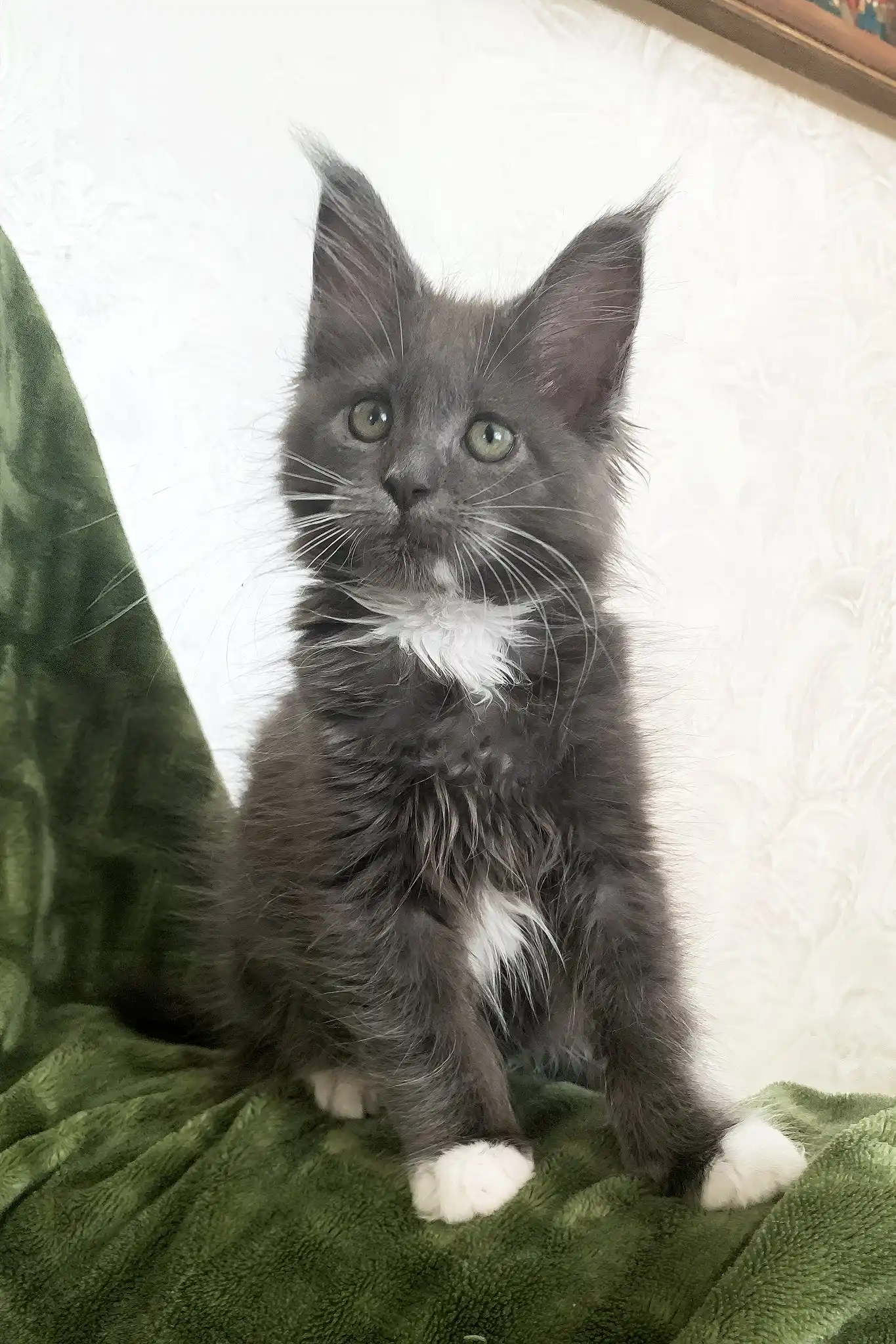 Lima | Maine Coon Kitten - Image 2