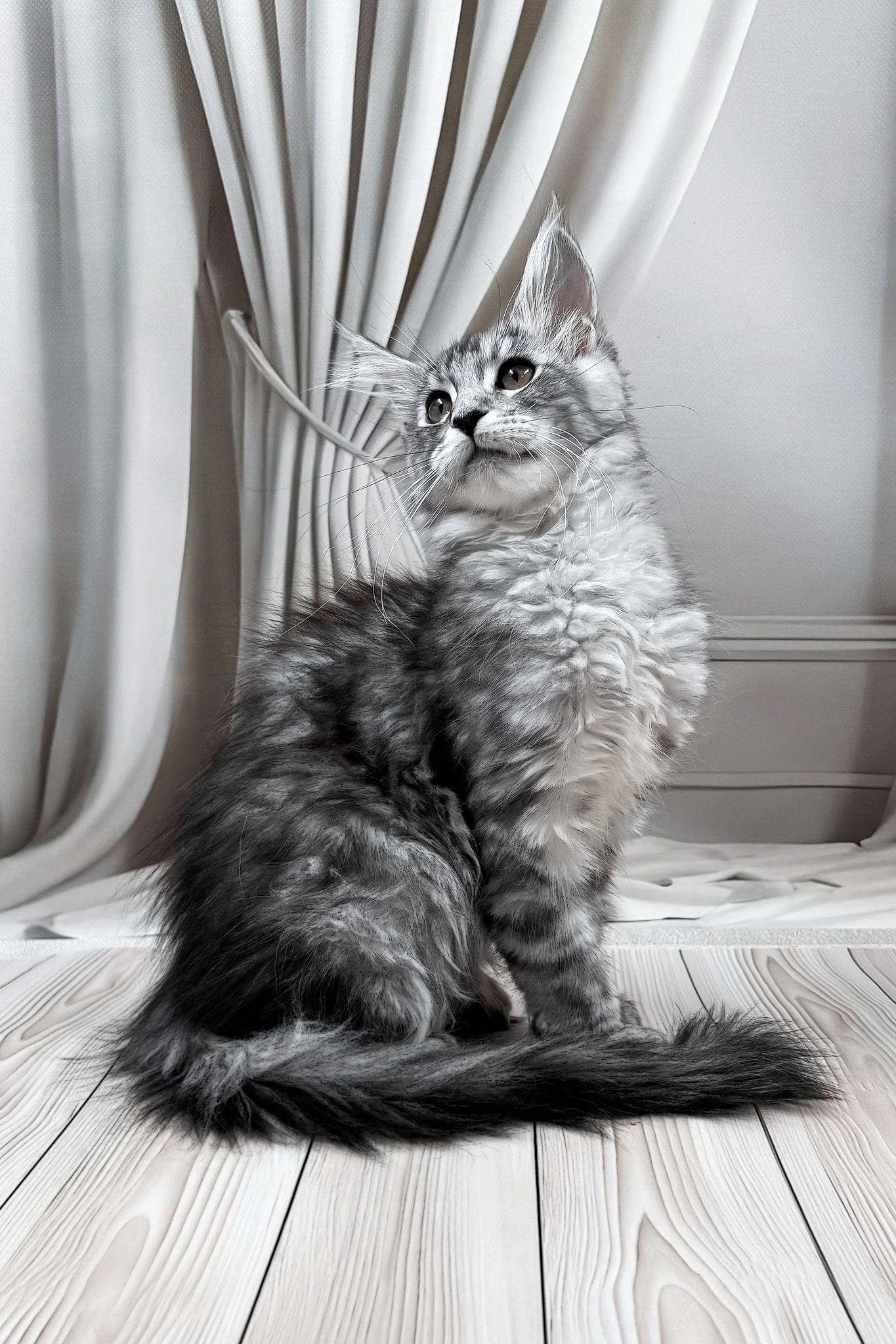 Linda | Maine Coon Kitten - Image 5