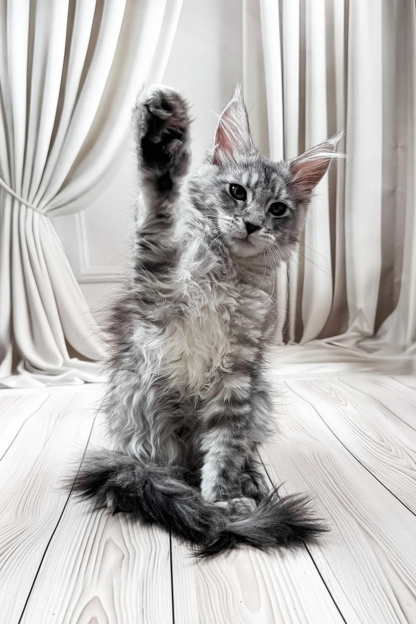 Linda | Maine Coon Kitten - Image 8