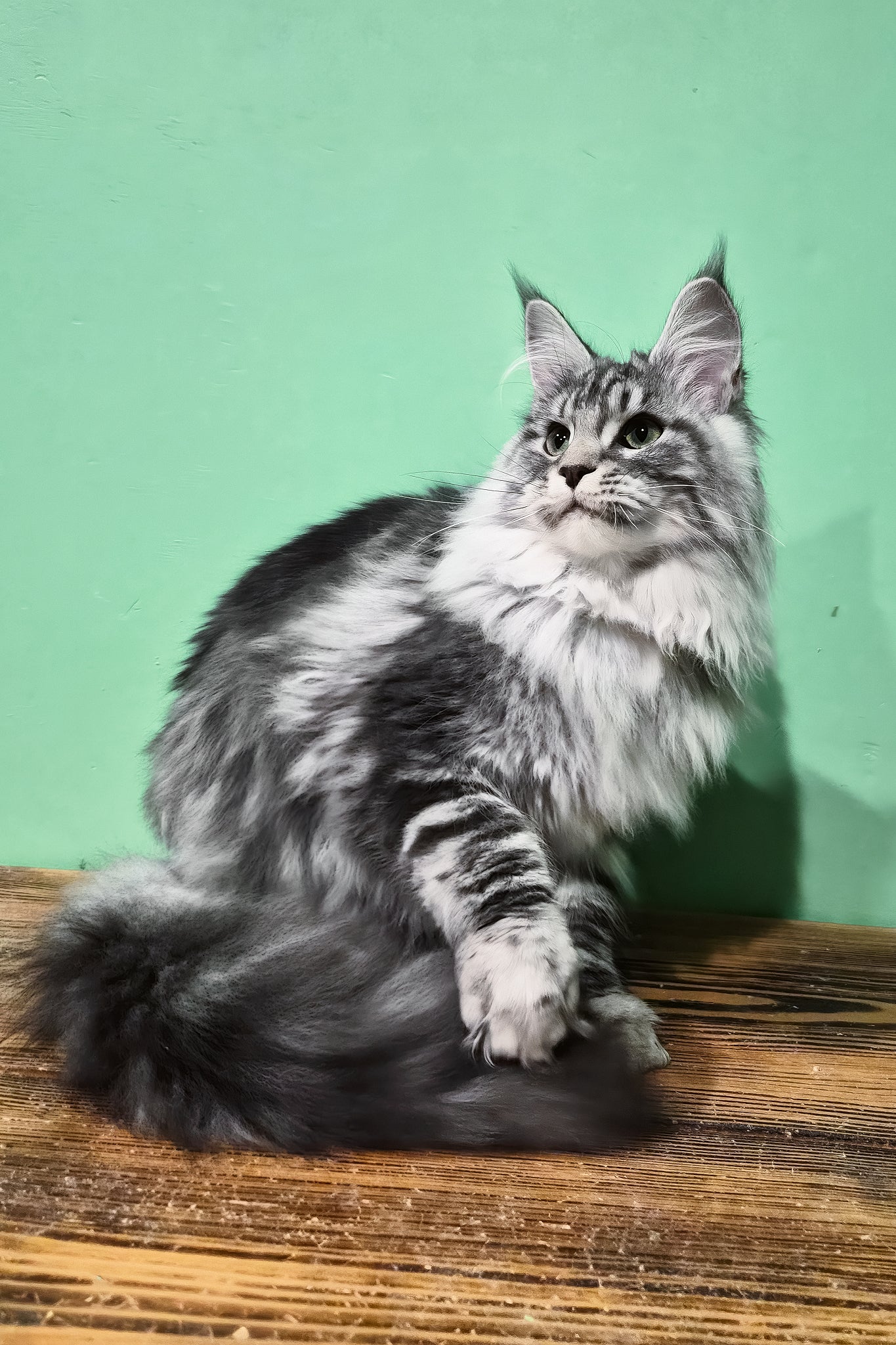 Lisa | Maine Coon Kitten - Image 3