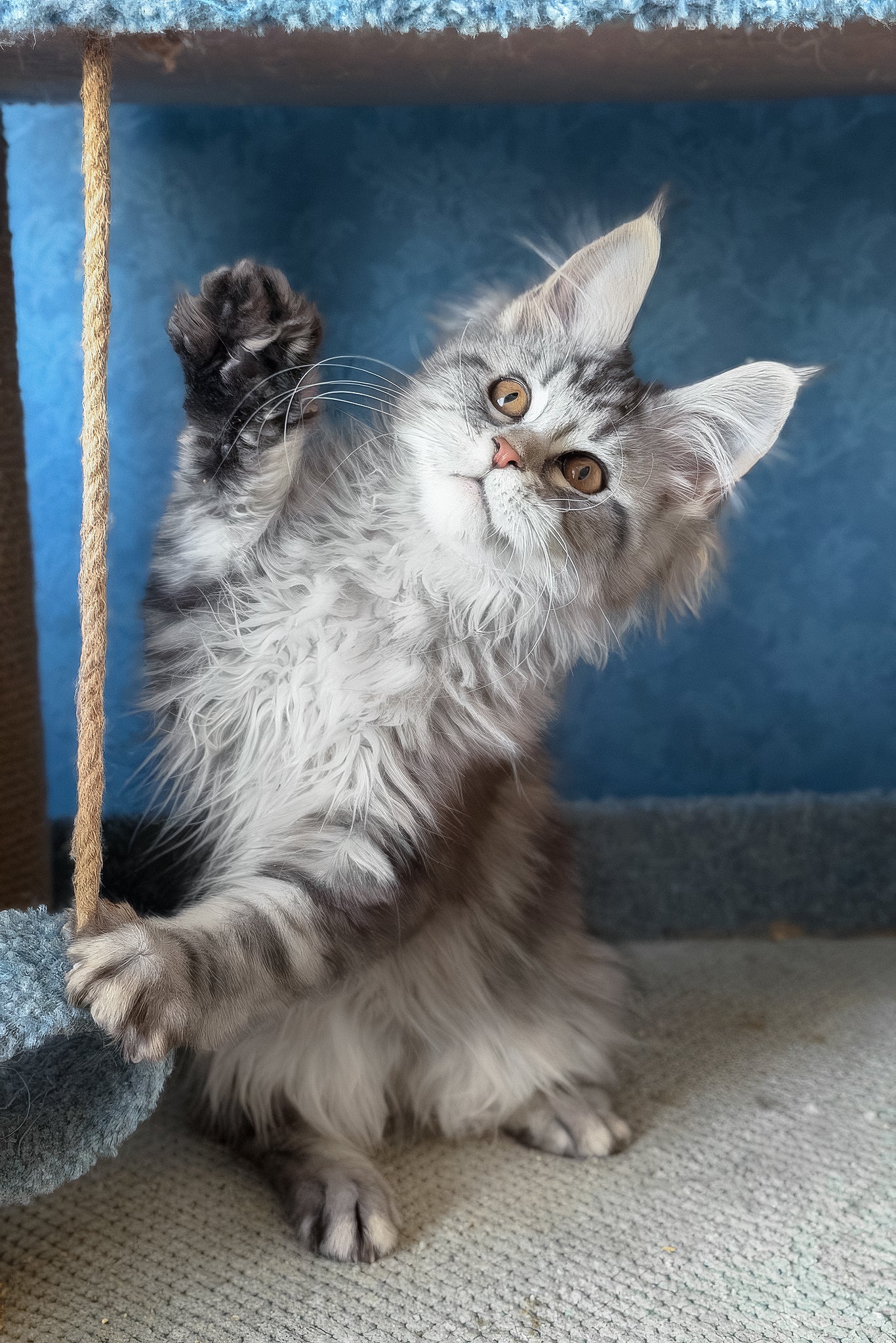 Liza | Maine Coon Kitten - Image 2