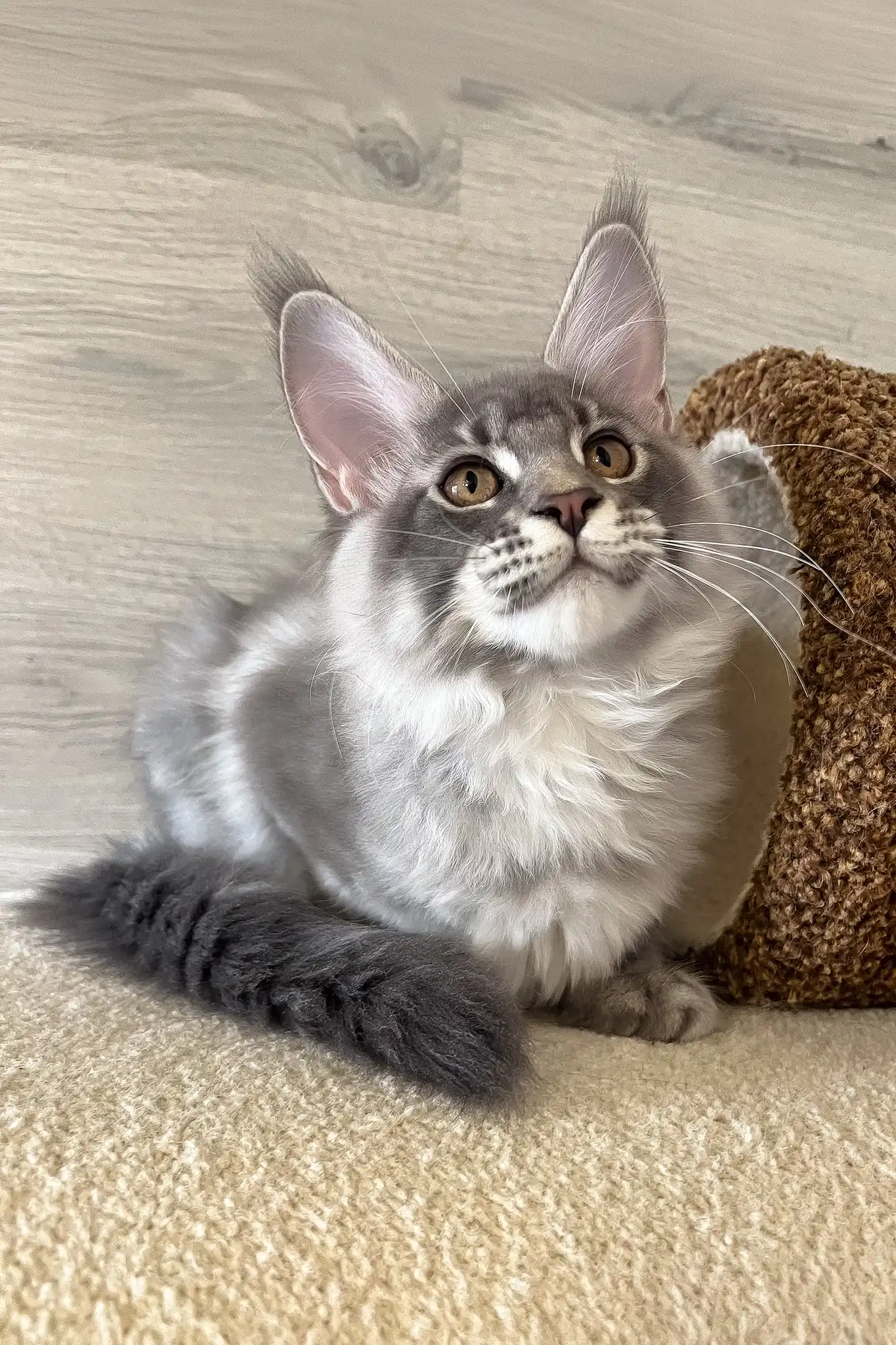 Lucky | Maine Coon Kitten - Image 6