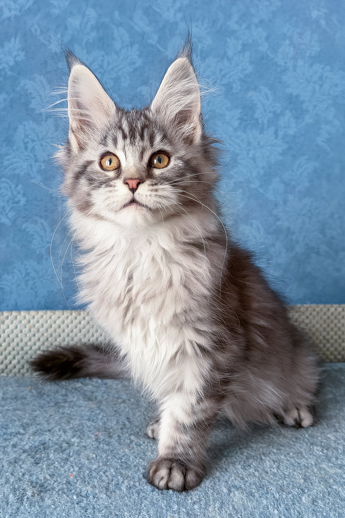 Luna | Maine Coon Kitten - Image 6