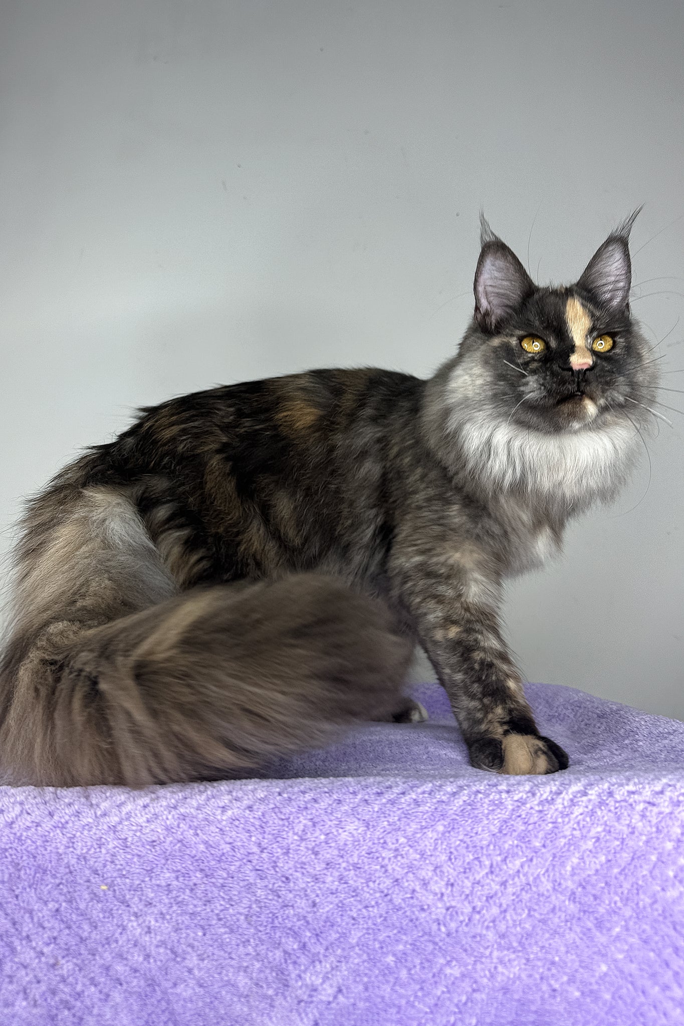 Lynda | Maine Coon Kitten - Image 4