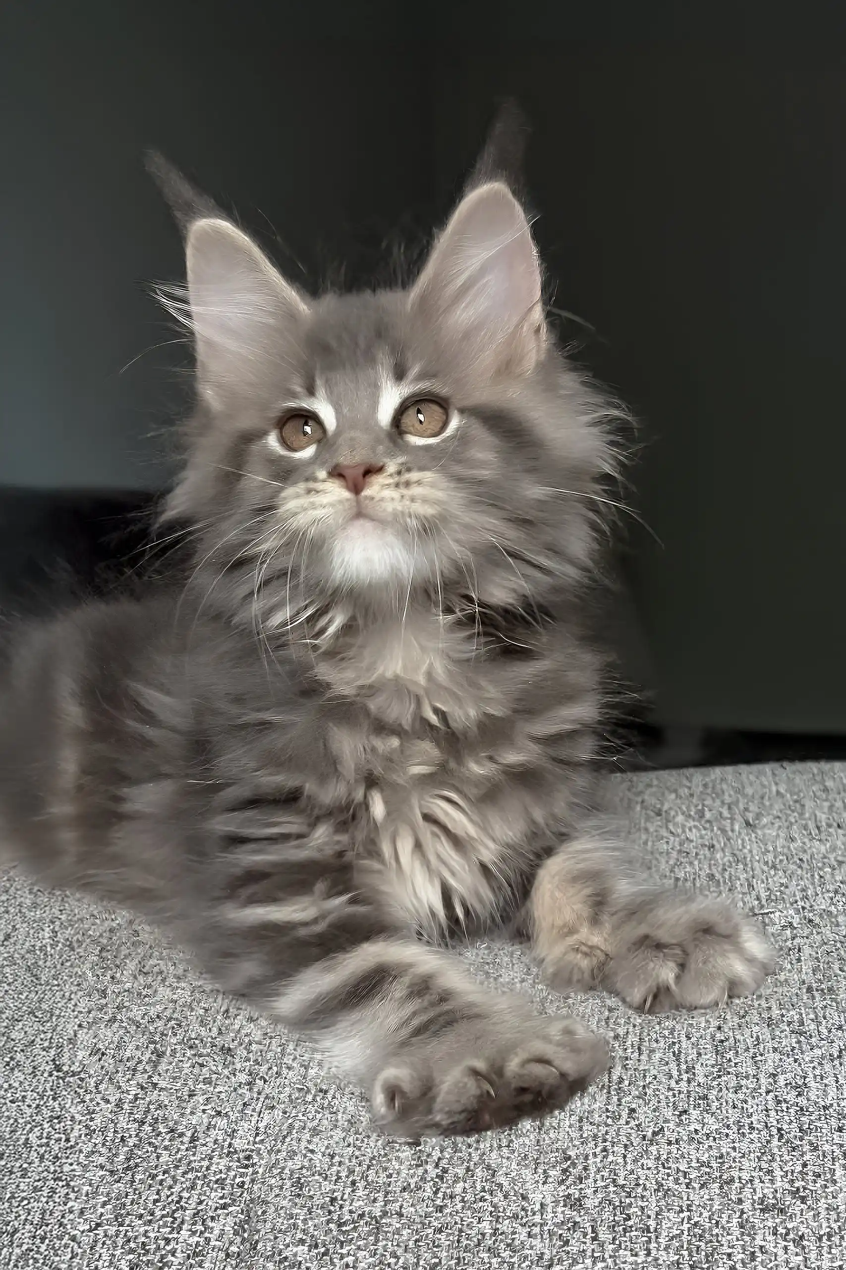 Lyra | Maine Coon Kitten - Image 4