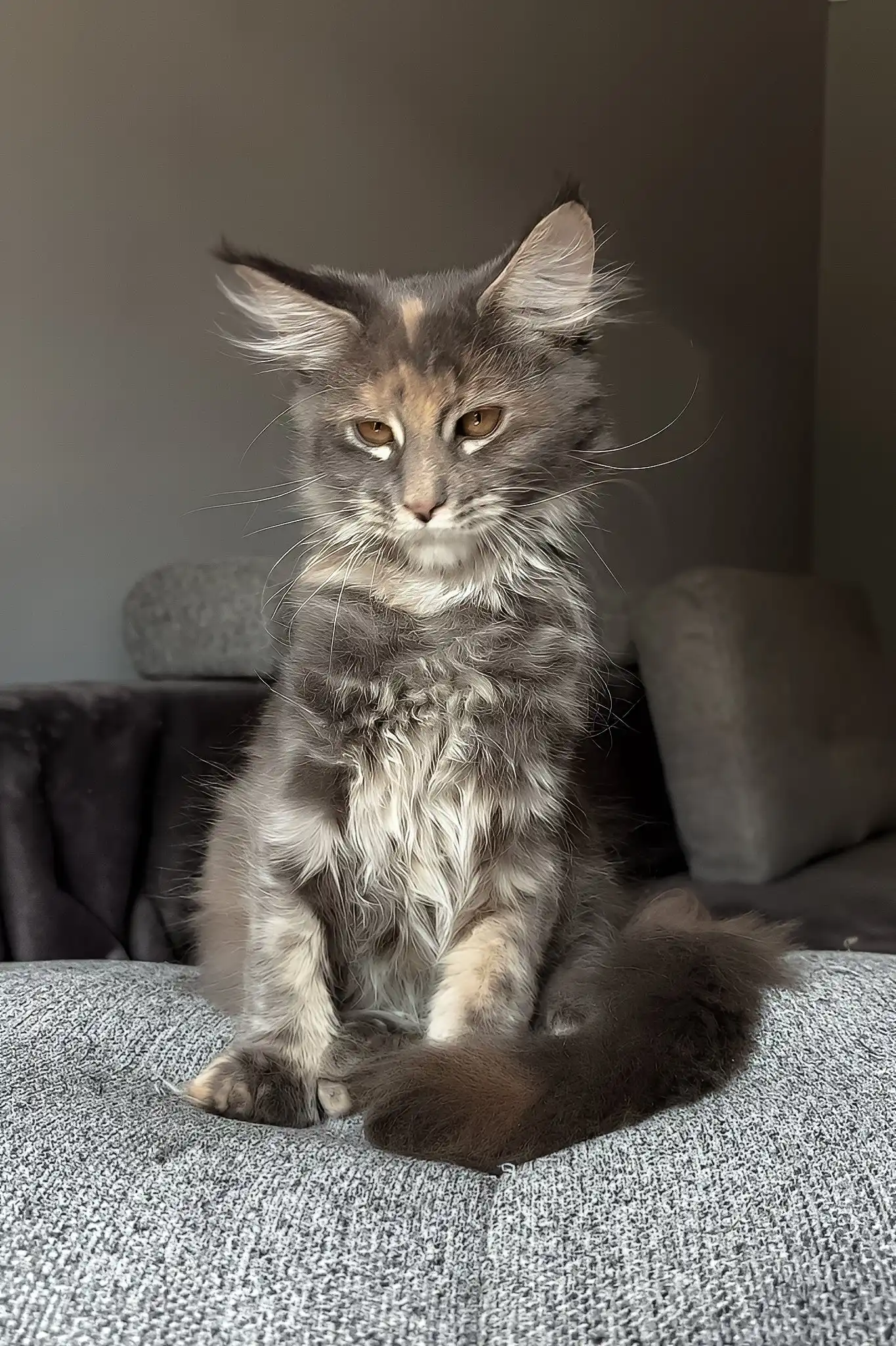 Lysandra | Maine Coon Kitten - Image 3