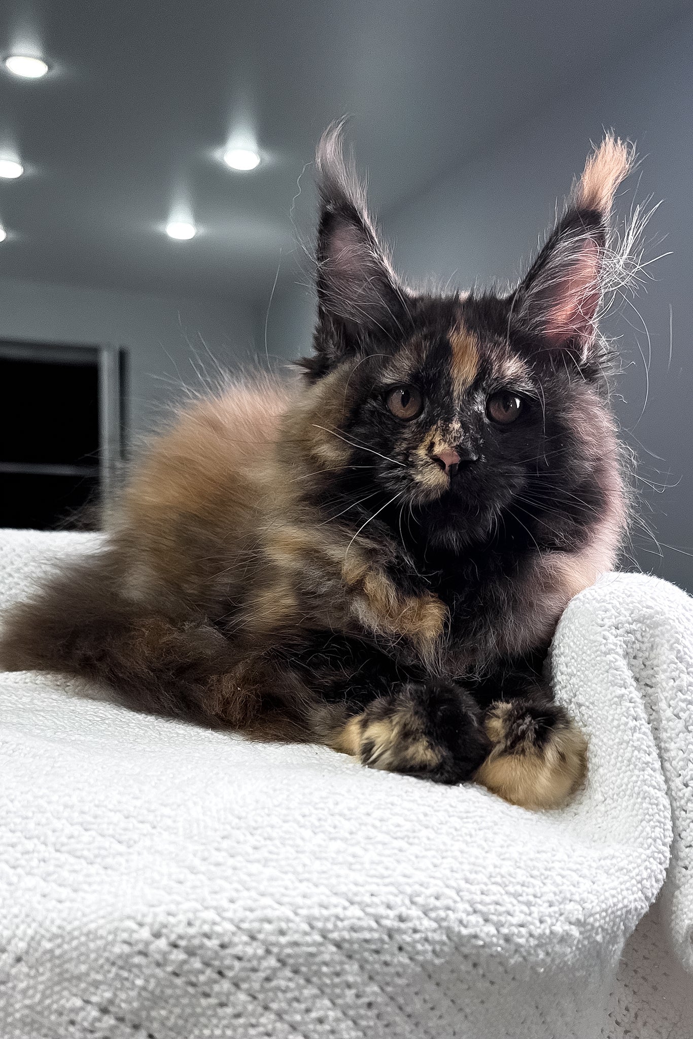 Madina | Maine Coon Kitten - Image 2