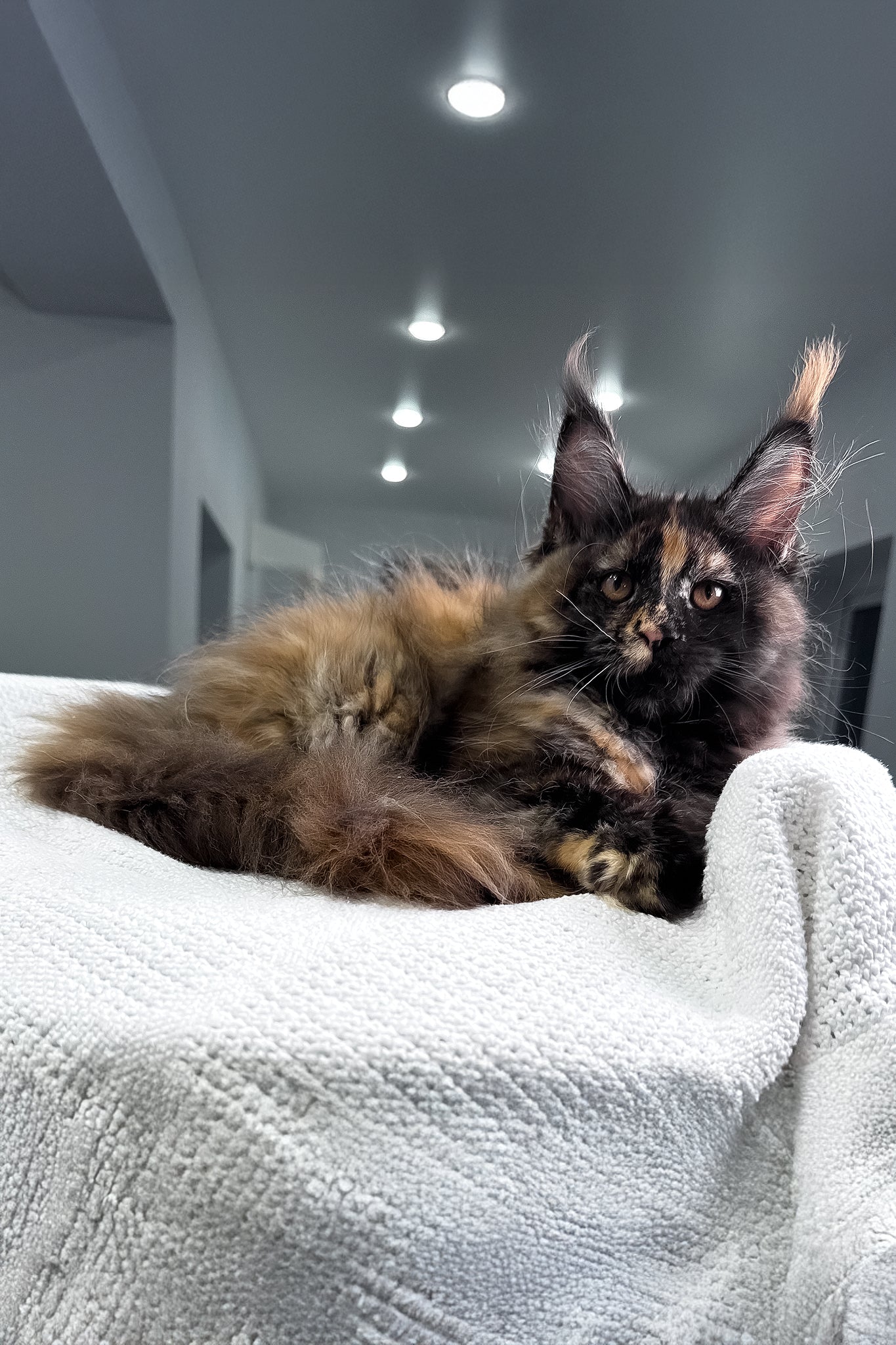Madina | Maine Coon Kitten - Image 5