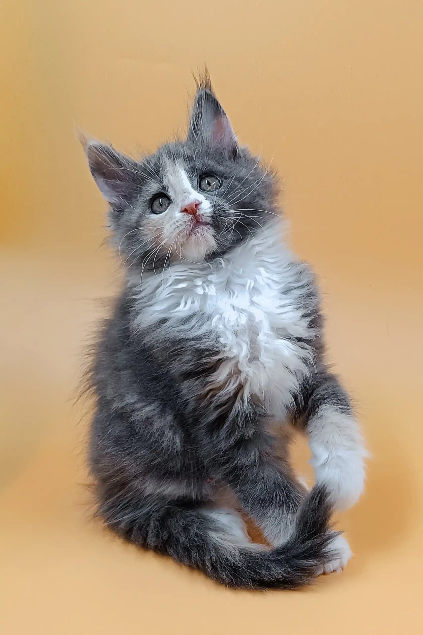 Mafia | Maine Coon Kitten - Image 11