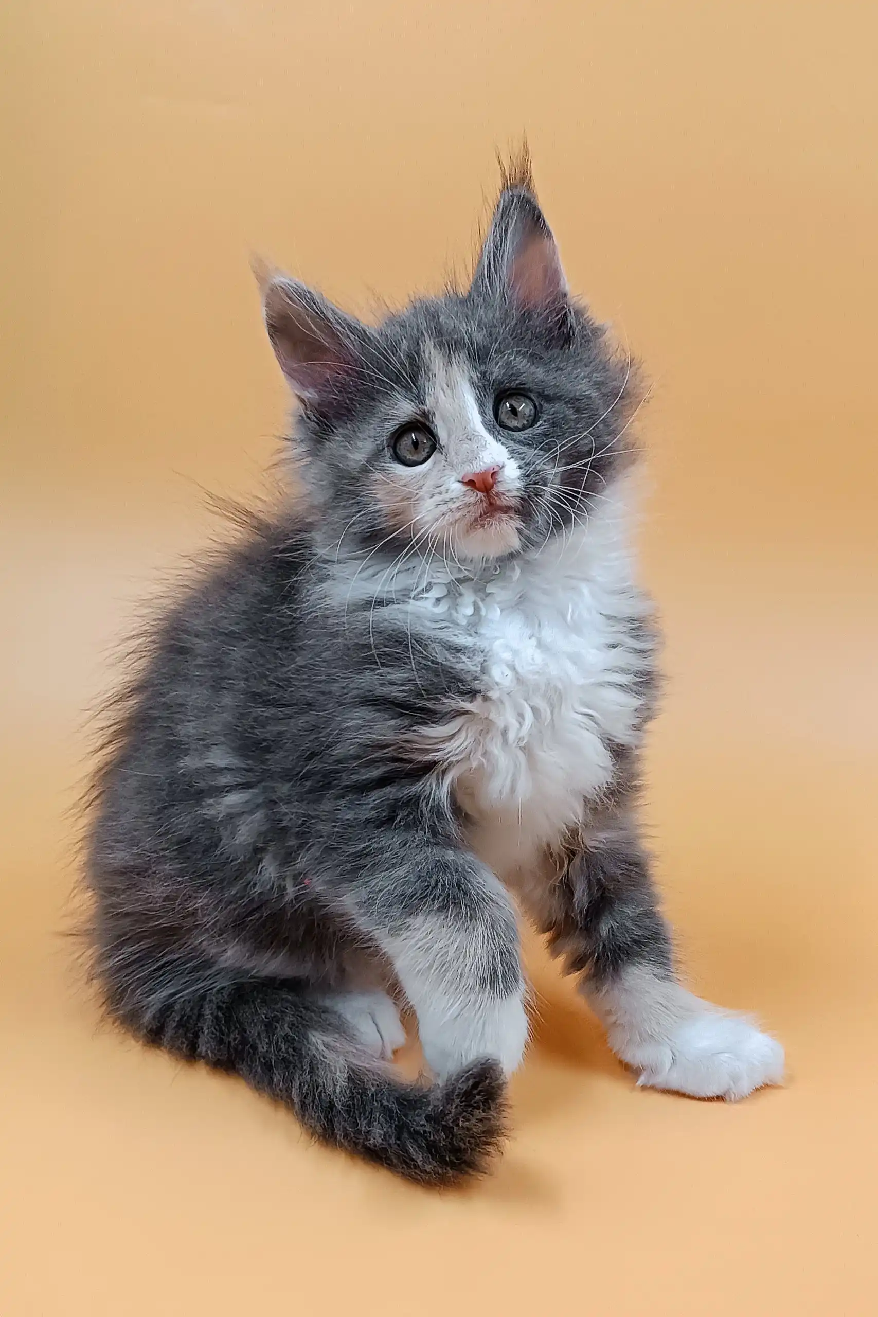 Mafia | Maine Coon Kitten - Image 6