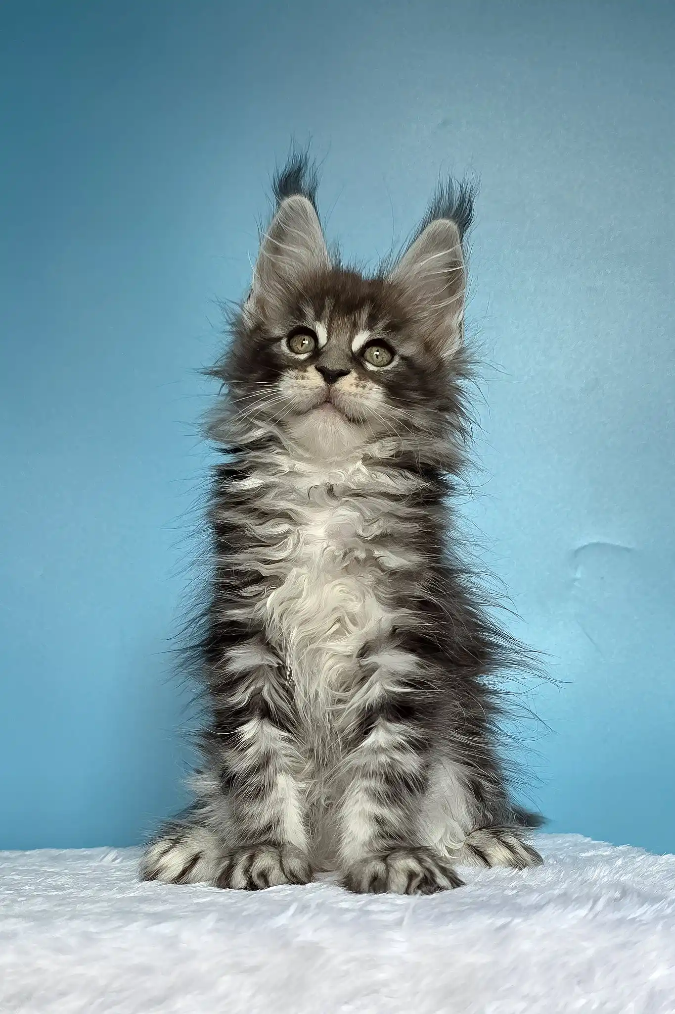 Magia | Maine Coon Kitten - Image 4