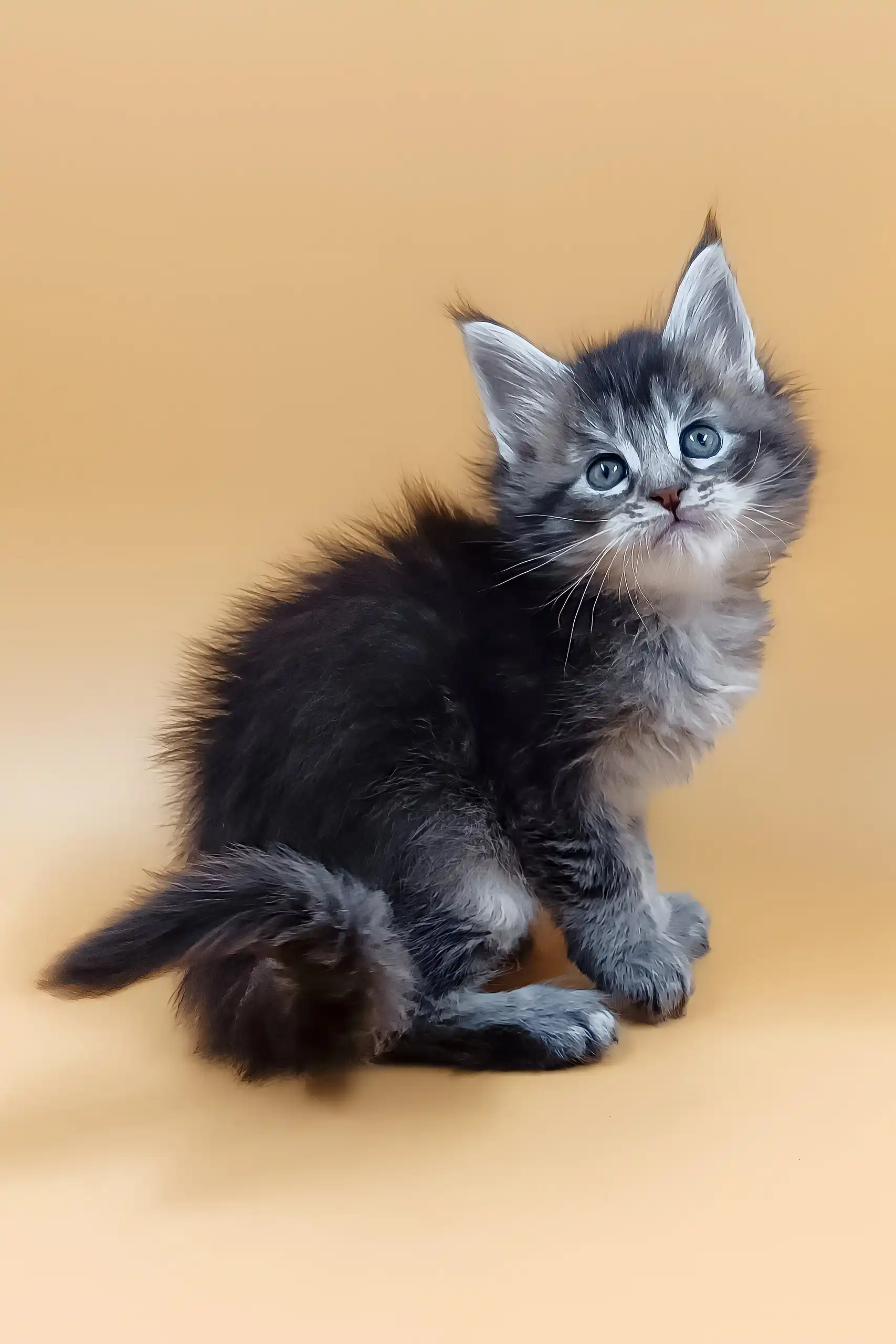 Malvinka | Maine Coon Kitten - Image 5
