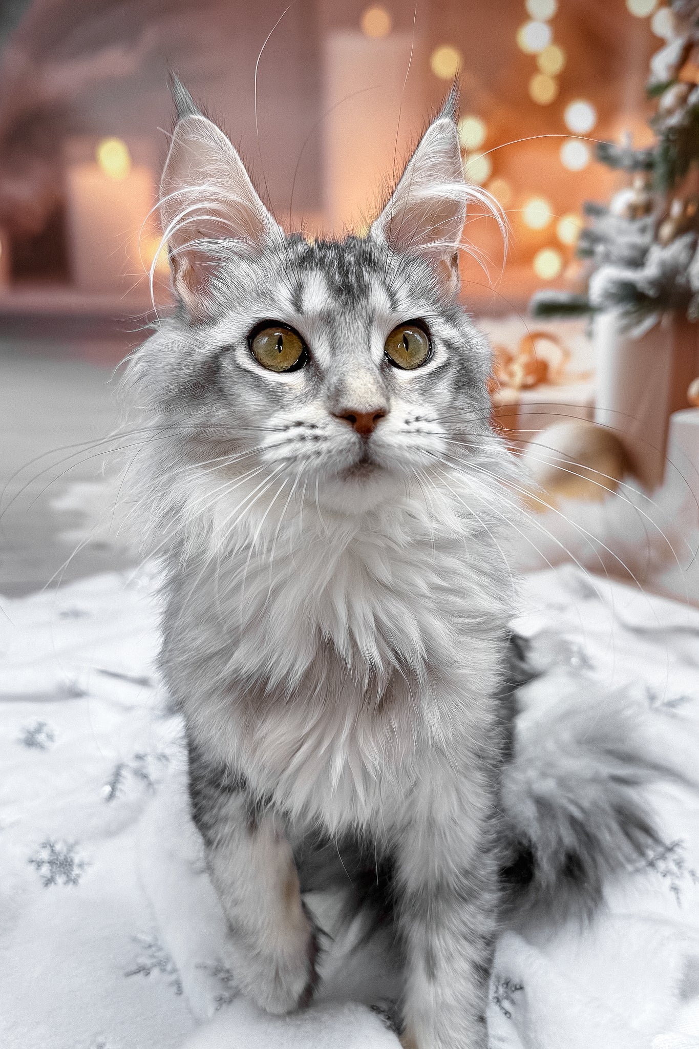 Margo | Maine Coon Kitten - Image 3